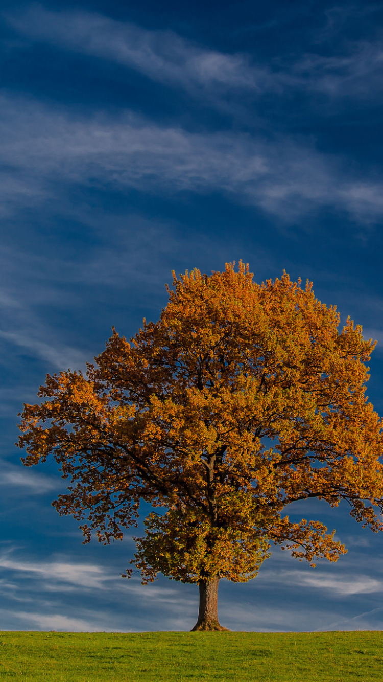Brown Tree on Green Grass Field Under Blue Sky During Daytime. Wallpaper in 750x1334 Resolution