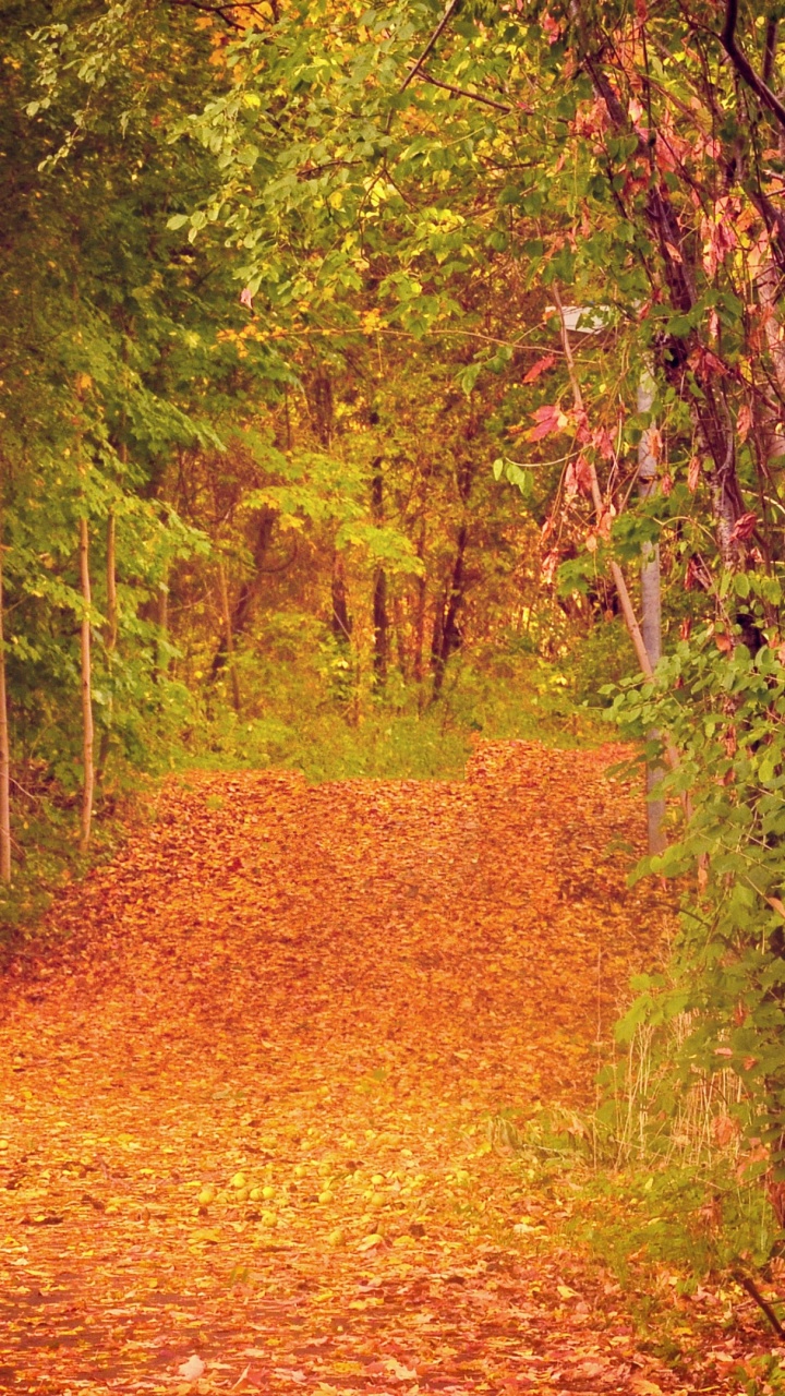 Brown Leaves on Ground Surrounded by Green Trees During Daytime. Wallpaper in 720x1280 Resolution