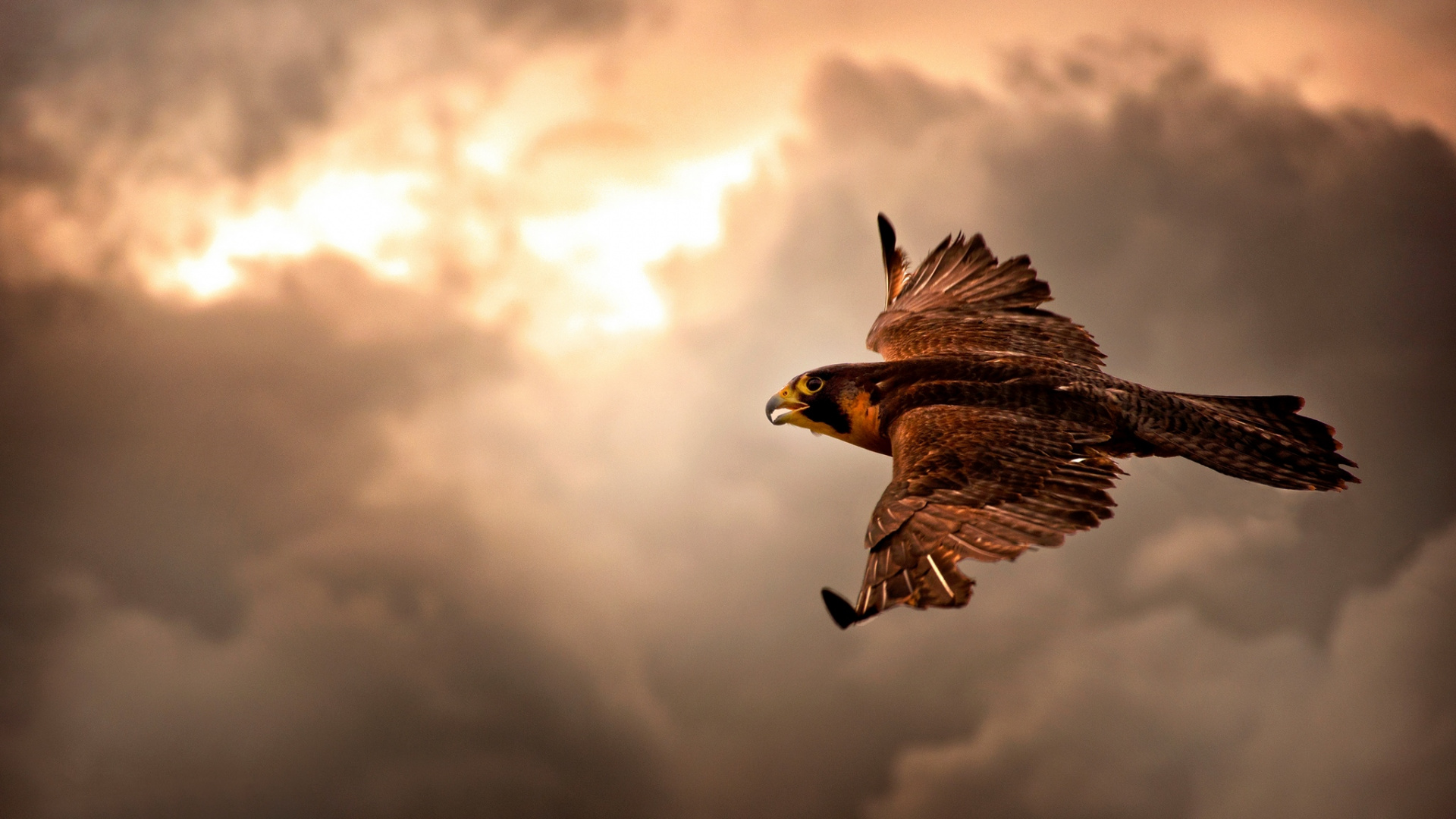 Brown and White Eagle Flying Under White Clouds During Daytime. Wallpaper in 1920x1080 Resolution