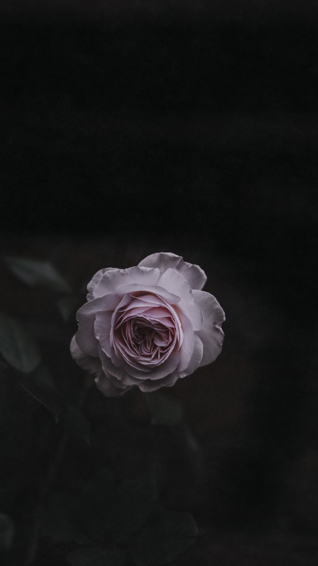 Pink Rose in Bloom Close up Photo. Wallpaper in 1080x1920 Resolution