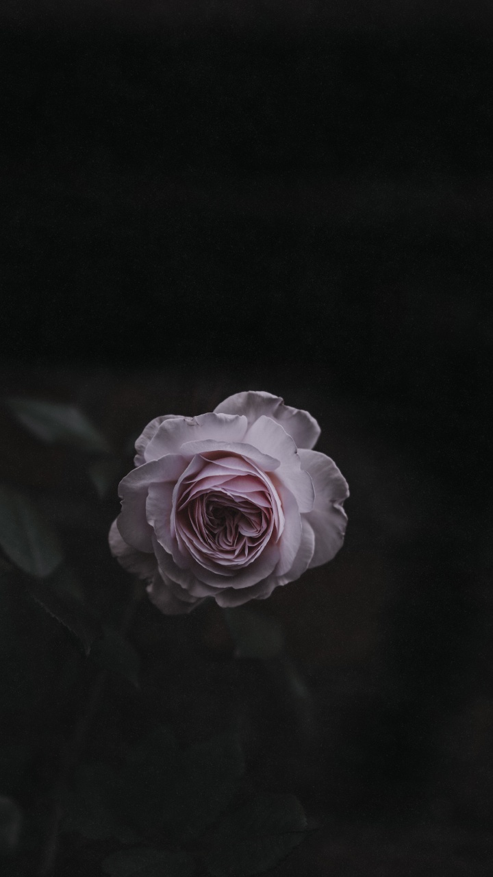 Pink Rose in Bloom Close up Photo. Wallpaper in 720x1280 Resolution