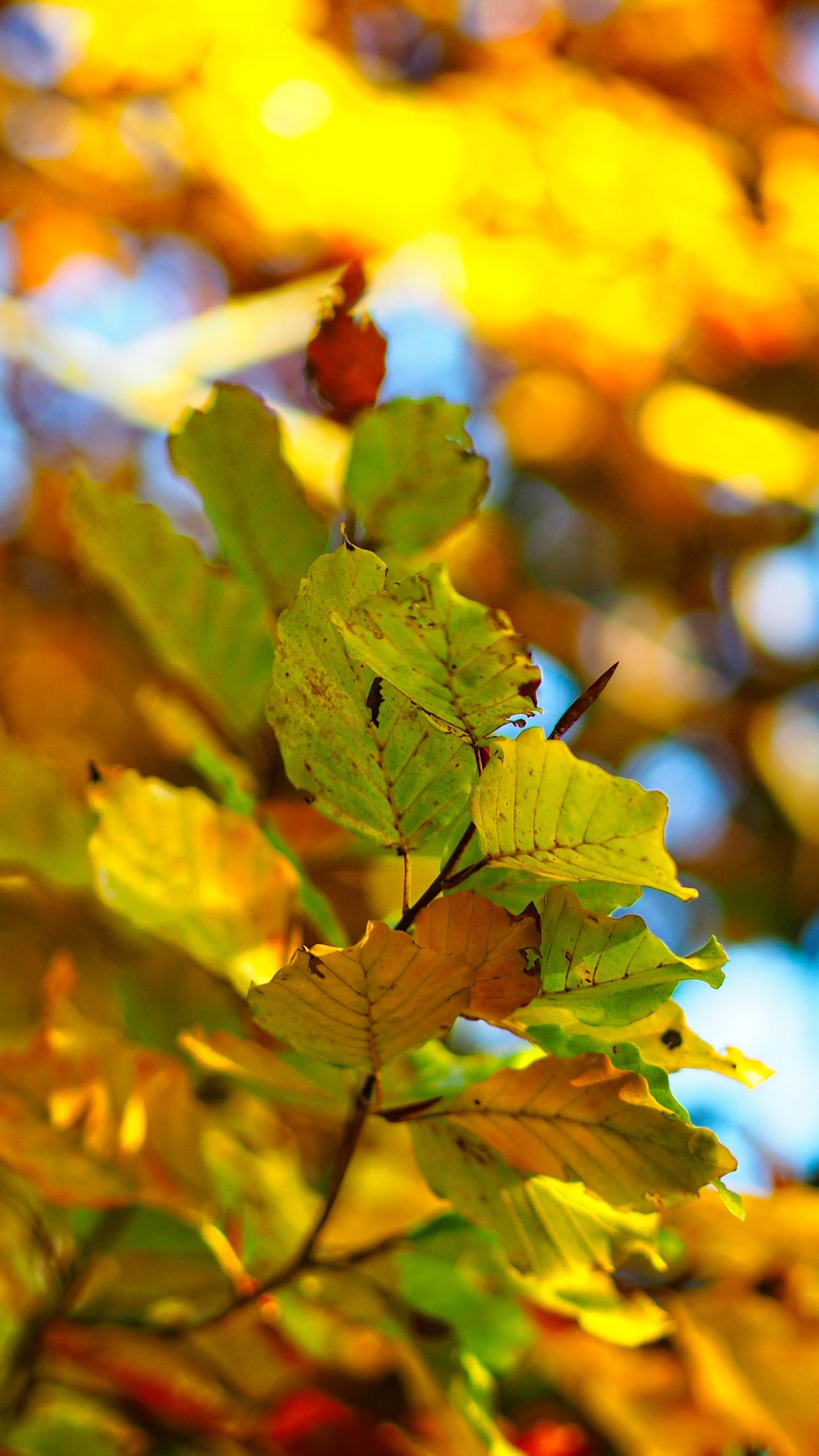 Herbst, Zweig, Gelb, Laub, Close Up. Wallpaper in 1440x2560 Resolution