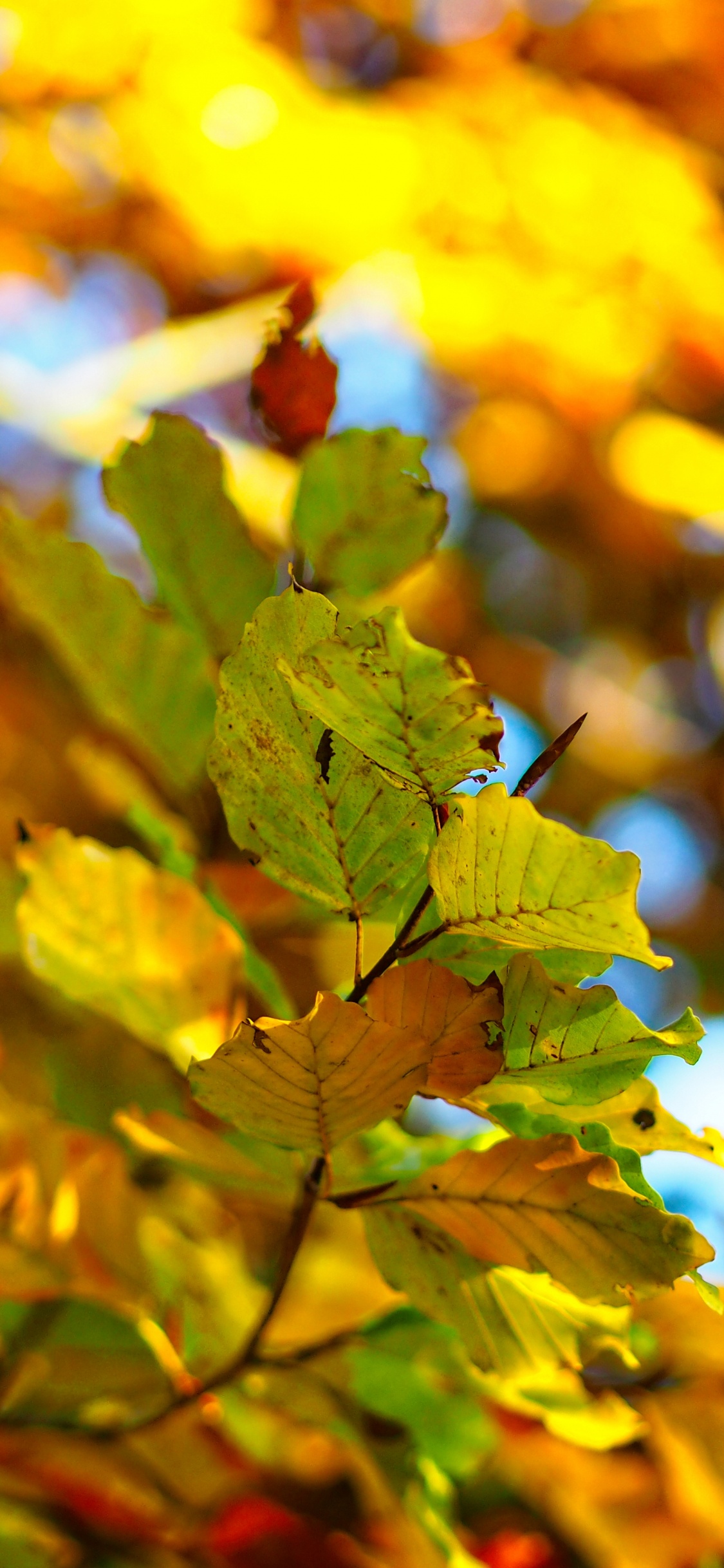 Plant, Autumn, Twig, Yellow, Deciduous. Wallpaper in 1125x2436 Resolution