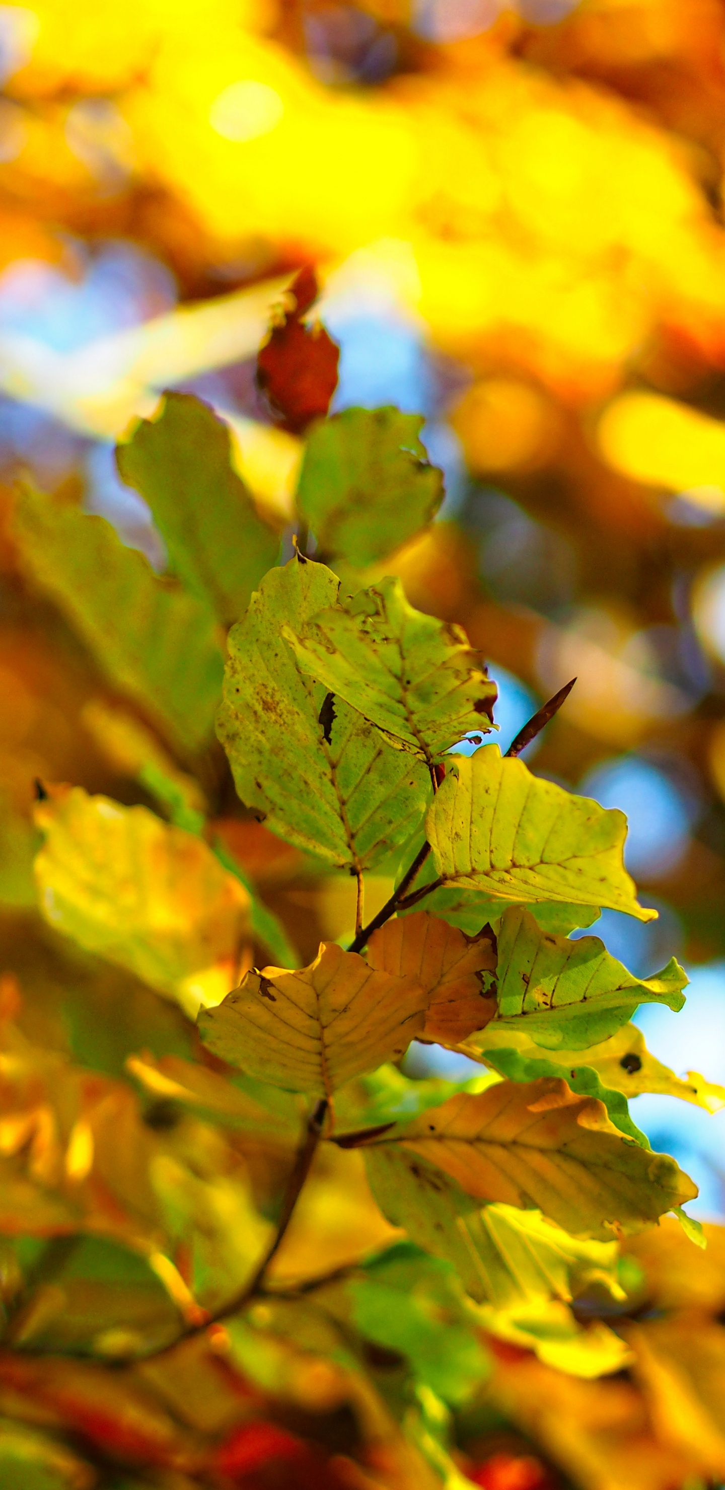 Rameau, Jaune, Feuilles Caduques, Fermer, Green. Wallpaper in 1440x2960 Resolution