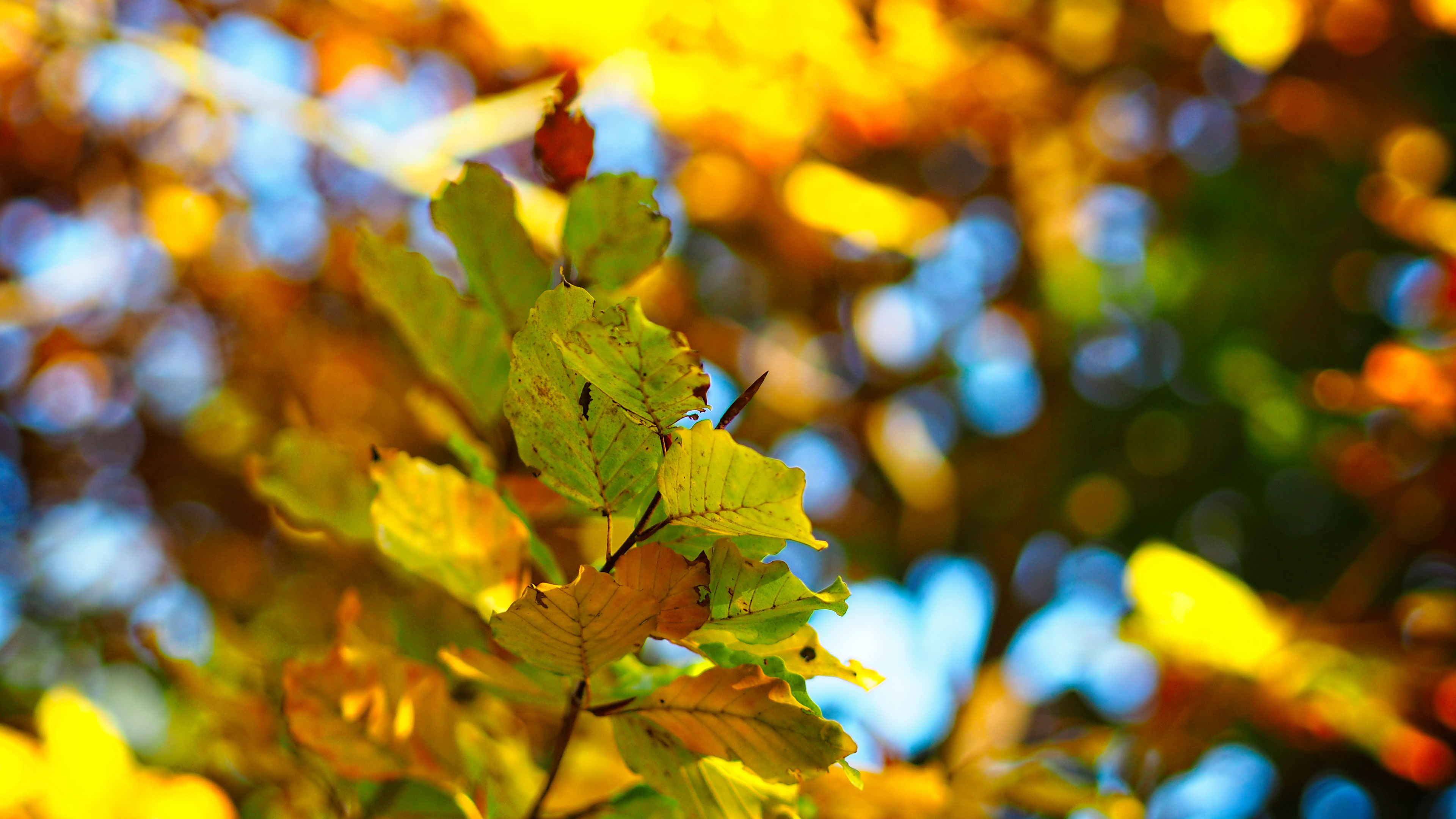 Rameau, Jaune, Feuilles Caduques, Fermer, Green. Wallpaper in 3840x2160 Resolution