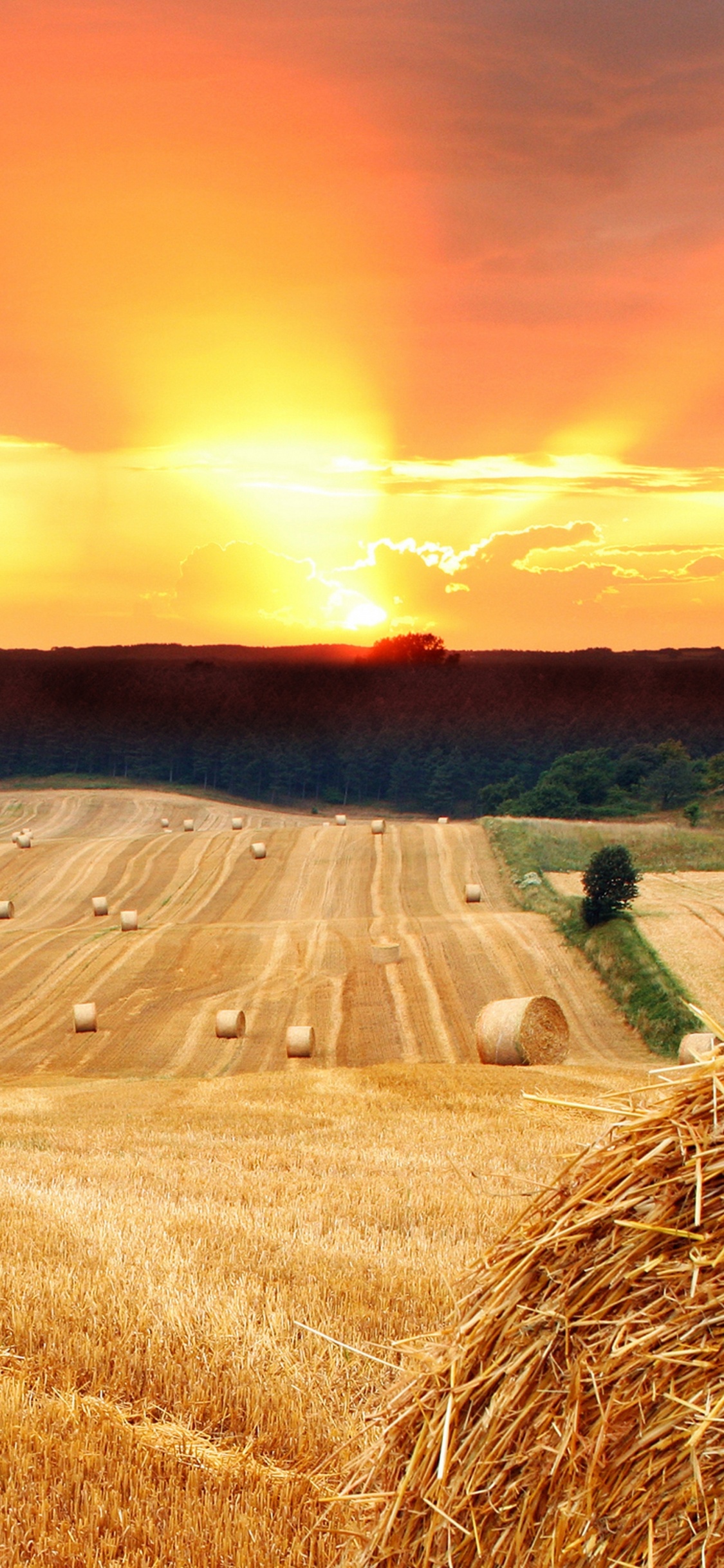 Brown Grass Field Under Orange Sky. Wallpaper in 1125x2436 Resolution