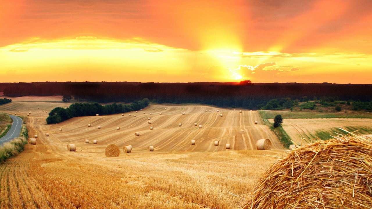 Brown Grass Field Under Orange Sky. Wallpaper in 1280x720 Resolution