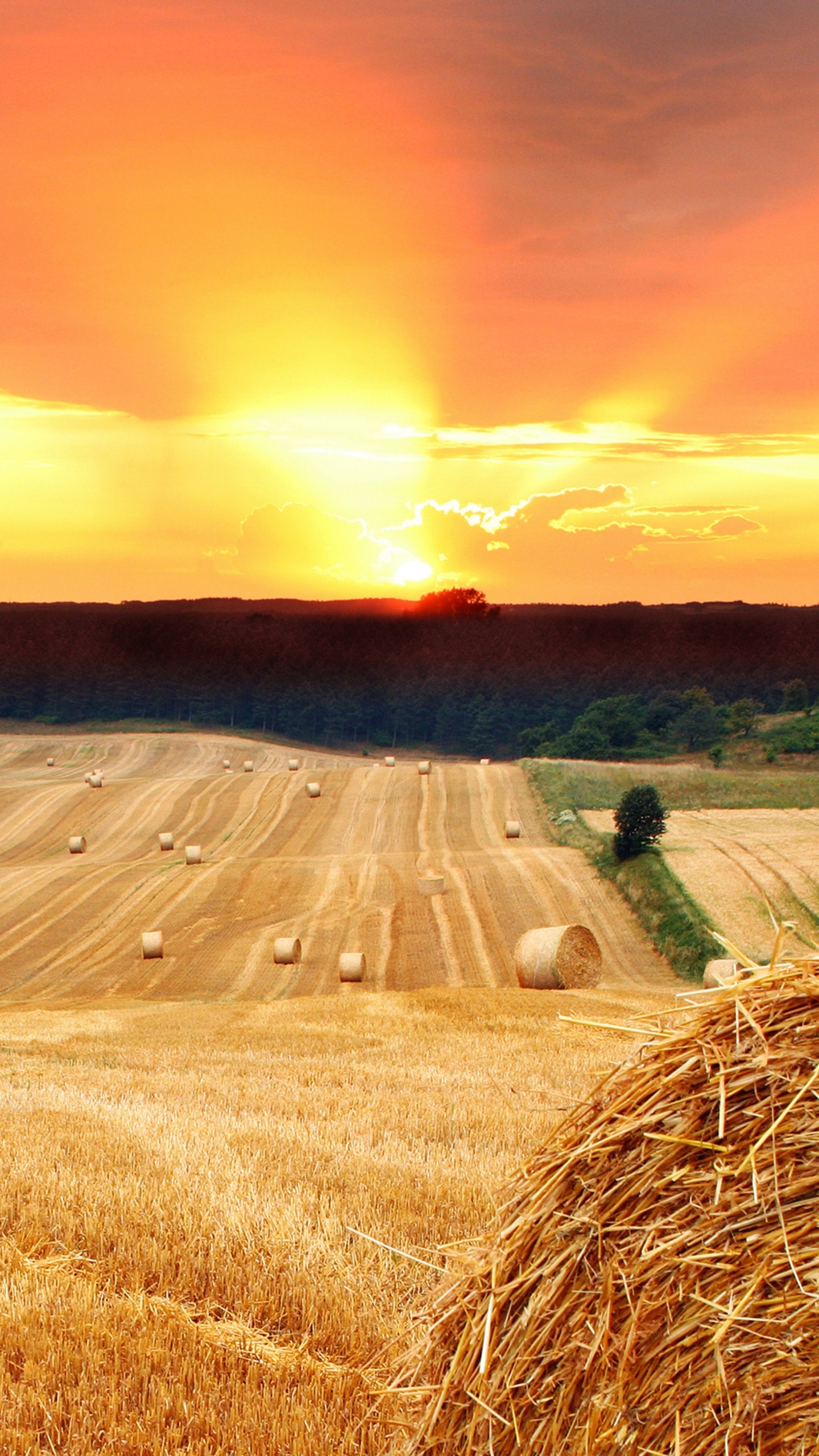 Braune Wiese Unter Orangem Himmel. Wallpaper in 1440x2560 Resolution