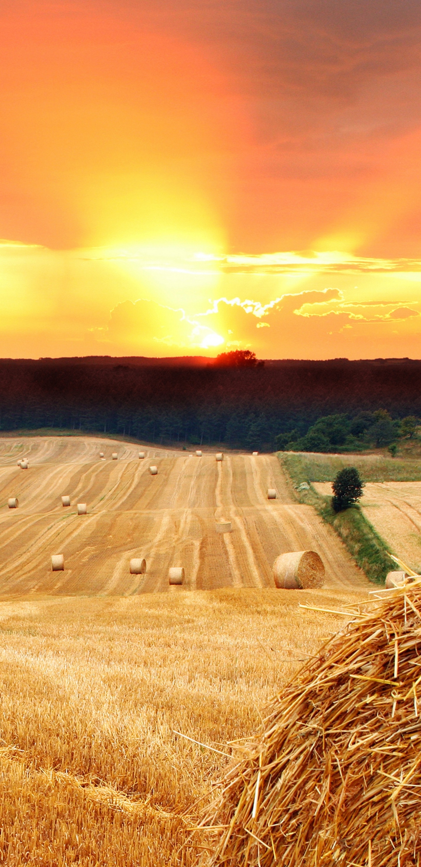 Braune Wiese Unter Orangem Himmel. Wallpaper in 1440x2960 Resolution