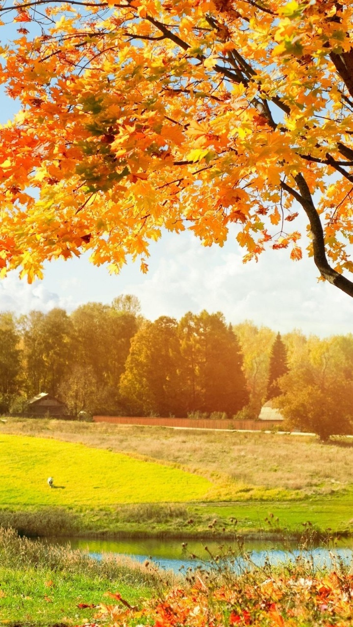Brown Leaf Tree on Green Grass Field During Daytime. Wallpaper in 720x1280 Resolution