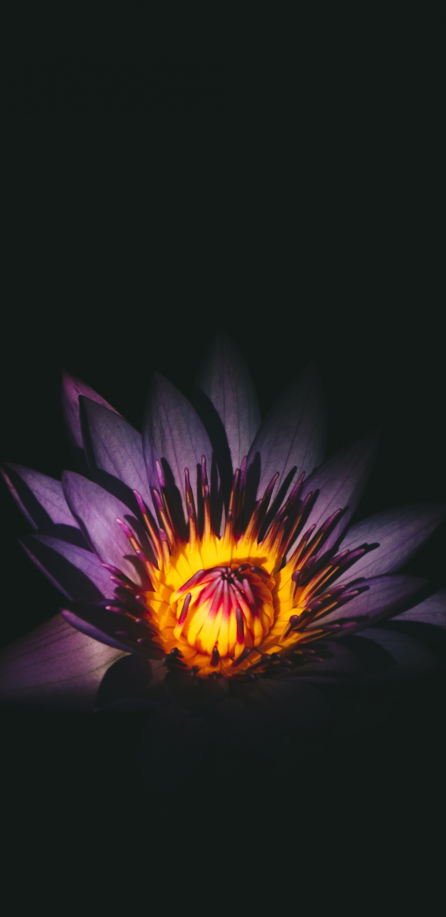 Fleur Violette et Jaune Dans Une Pièce Sombre. Wallpaper in 1440x2960 Resolution