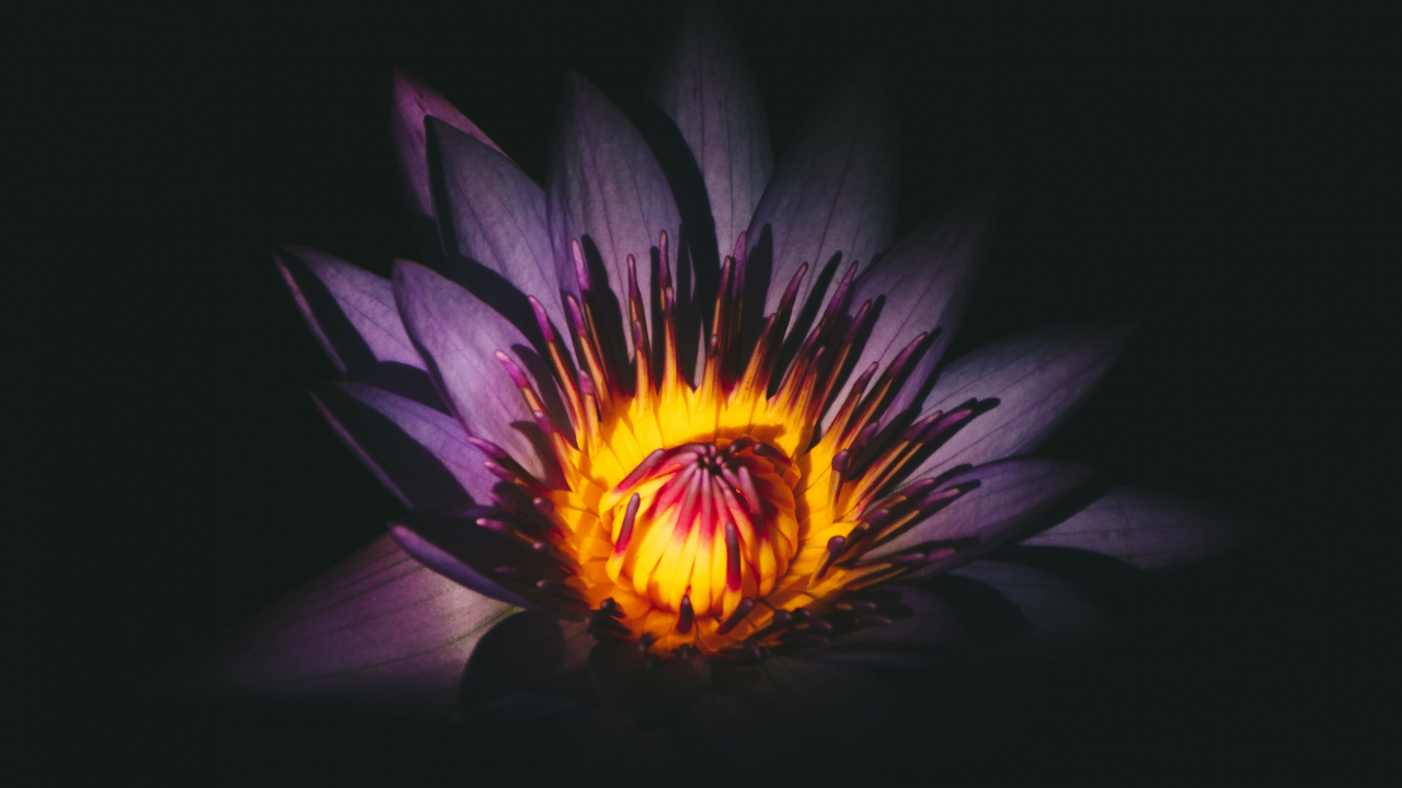 Purple and Yellow Flower in Dark Room. Wallpaper in 1280x720 Resolution