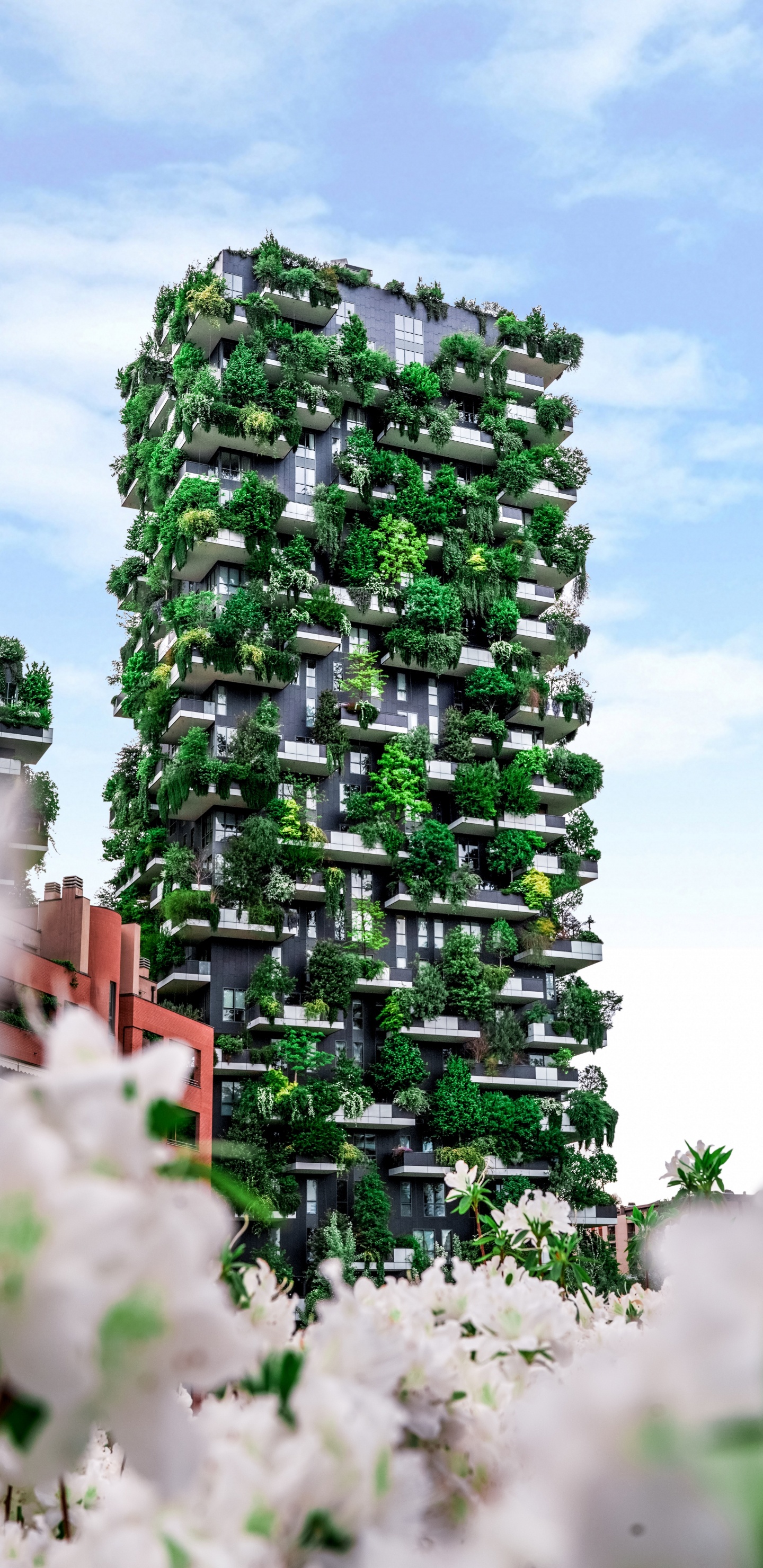 建筑, 绿色的, 藤, 花园, 的房子 壁纸 1440x2960 允许