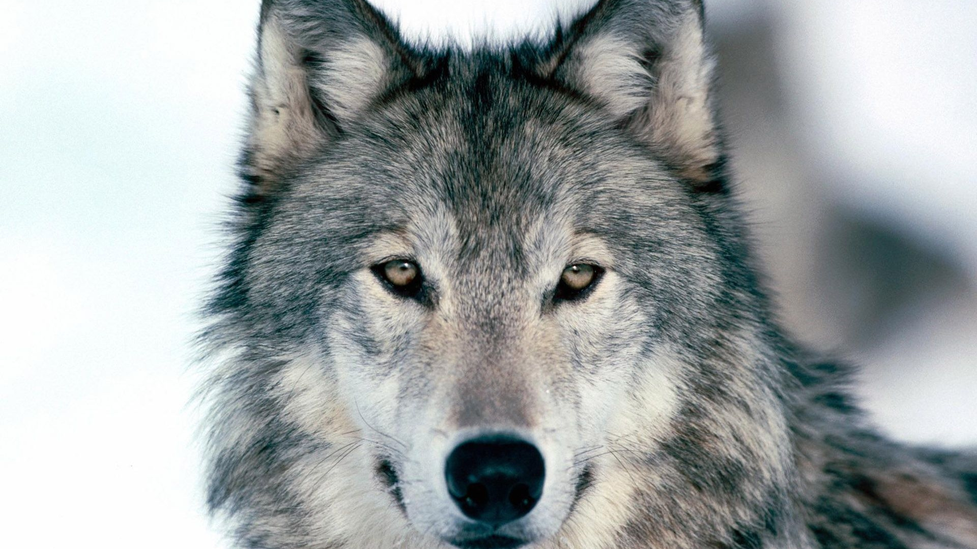 Loup Noir et Blanc Sur Fond Blanc. Wallpaper in 1920x1080 Resolution