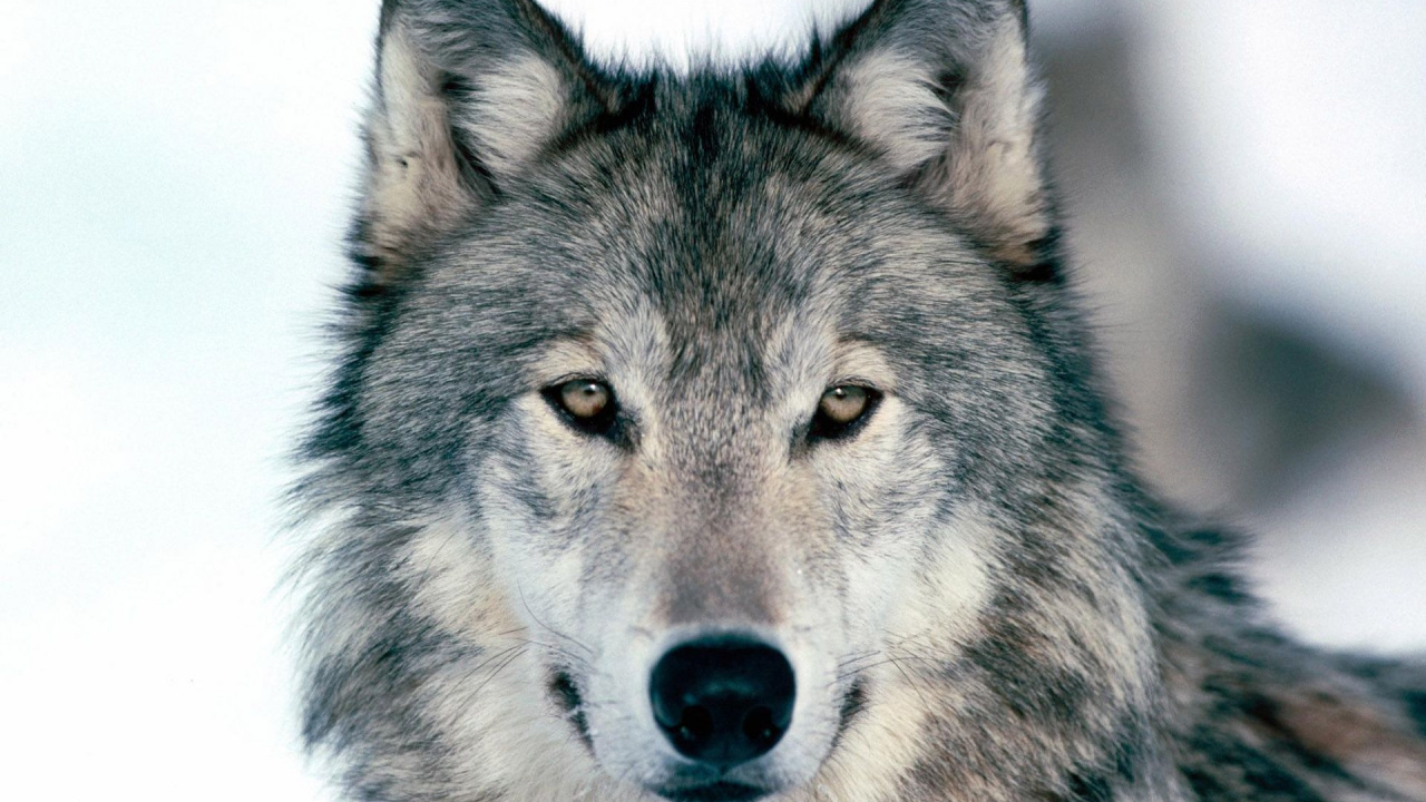 Black and White Wolf With White Background. Wallpaper in 1280x720 Resolution