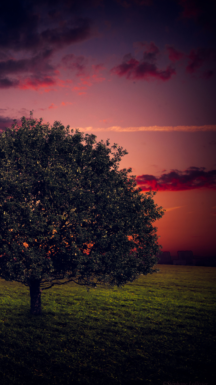 Árbol Verde en el Campo de Hierba Verde Durante la Puesta de Sol. Wallpaper in 750x1334 Resolution