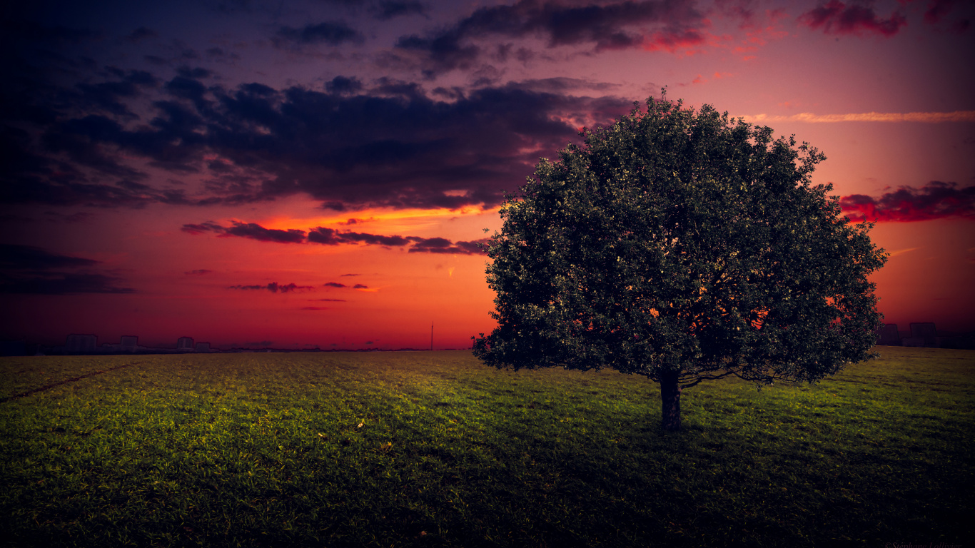 Grüner Baum Auf Grüner Wiese Bei Sonnenuntergang. Wallpaper in 1366x768 Resolution