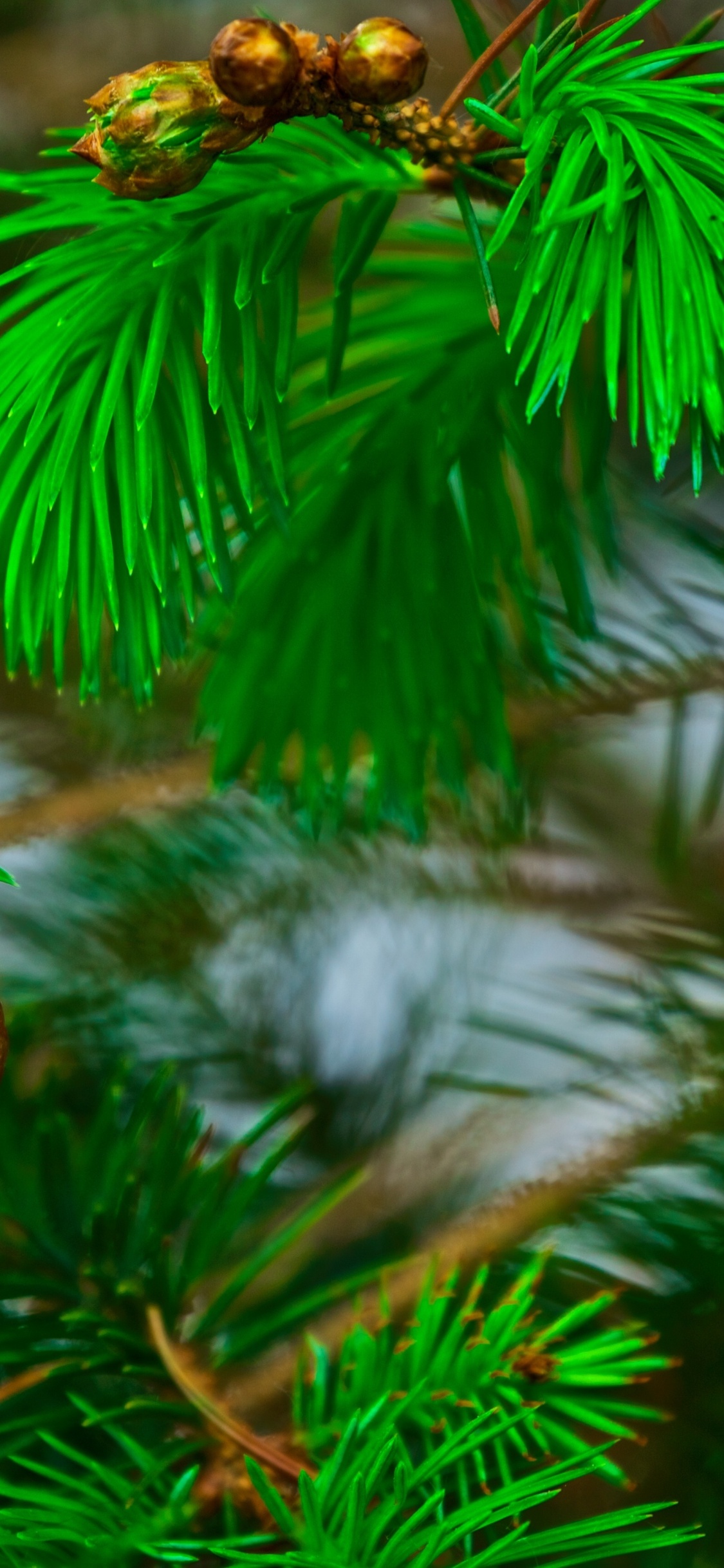 Pino Verde Con Cono de Pino. Wallpaper in 1125x2436 Resolution