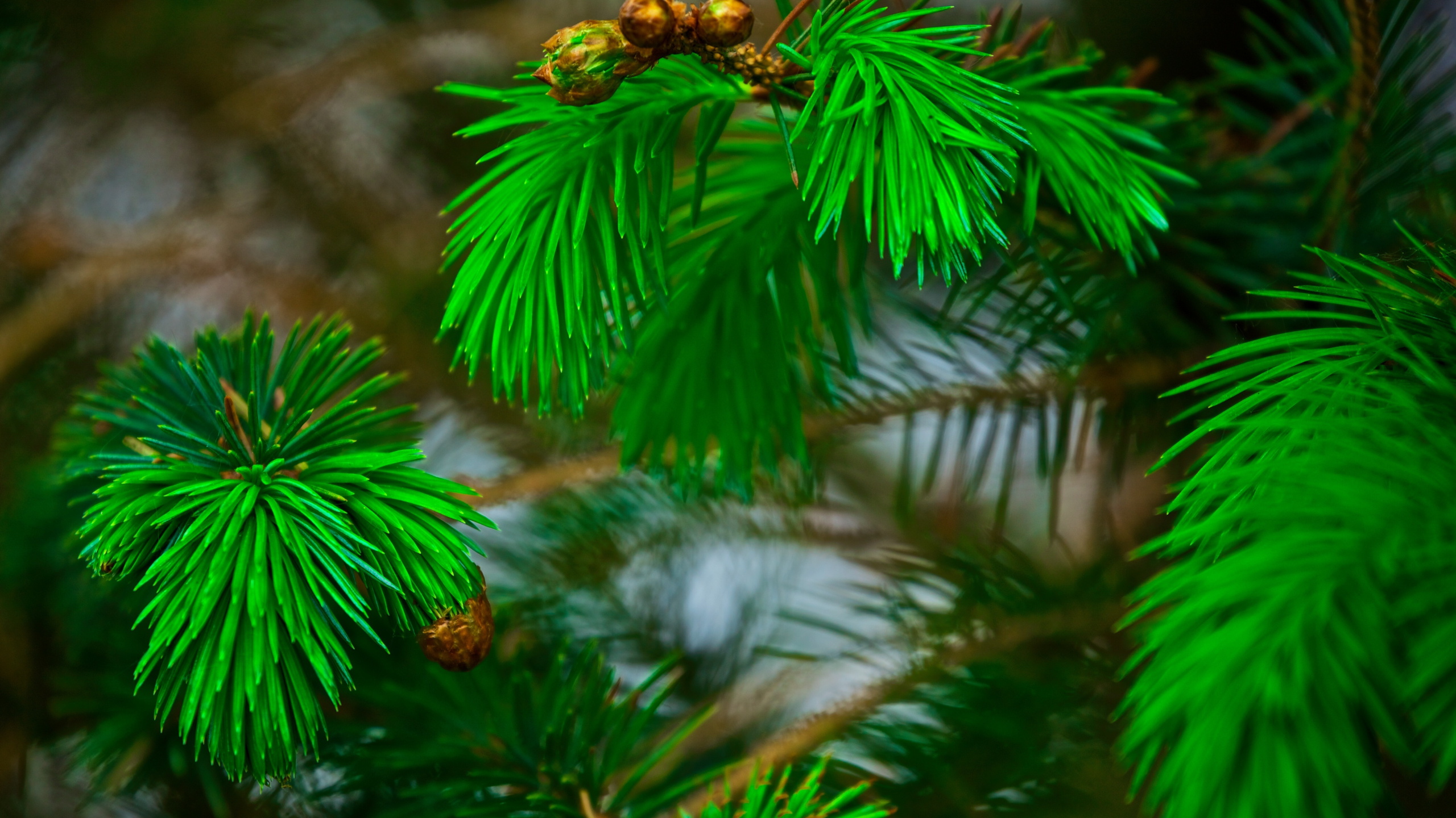 Pin Vert Avec Pomme de Pin. Wallpaper in 2560x1440 Resolution
