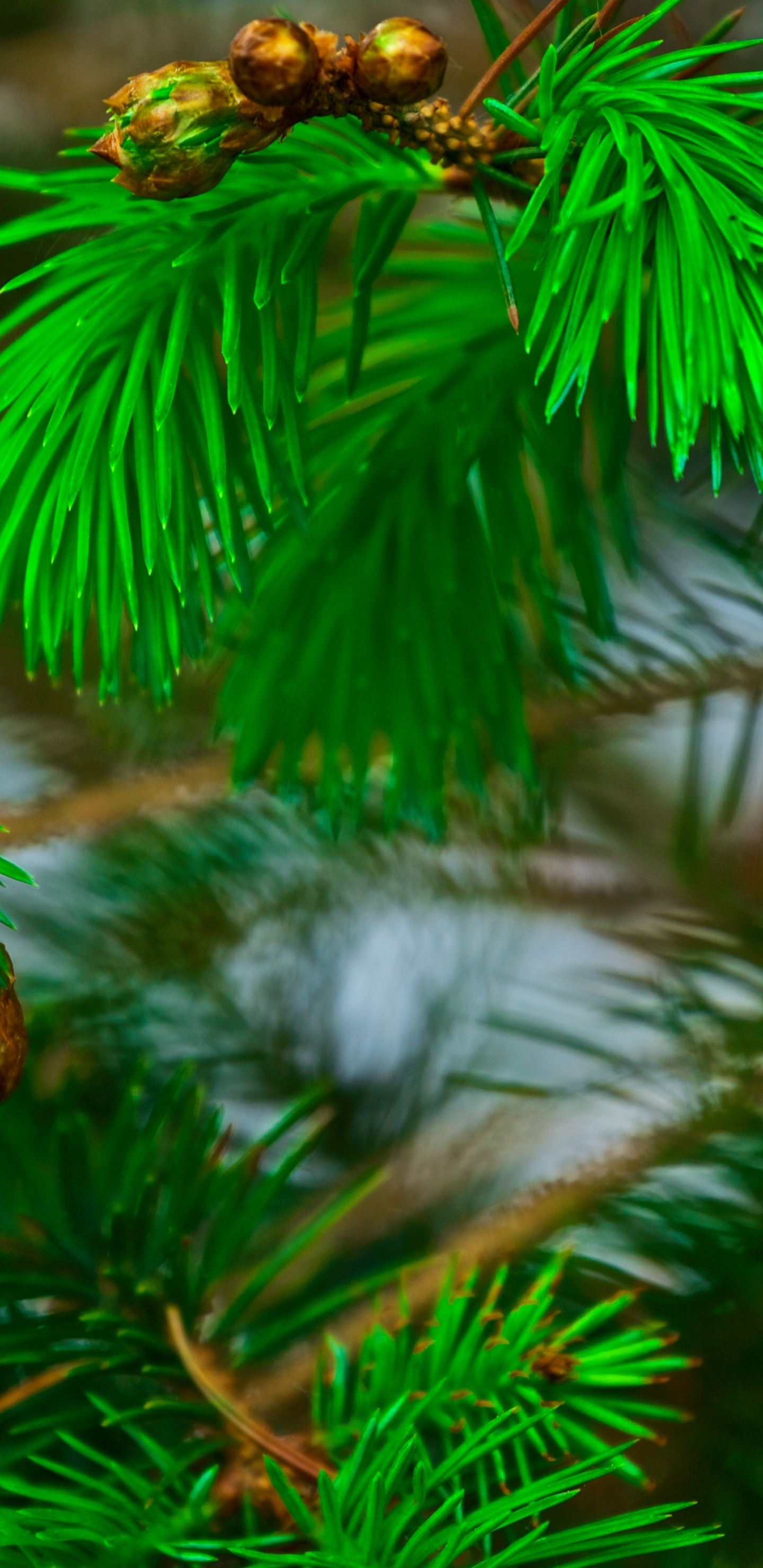 Grüne Kiefer Mit Tannenzapfen. Wallpaper in 1440x2960 Resolution