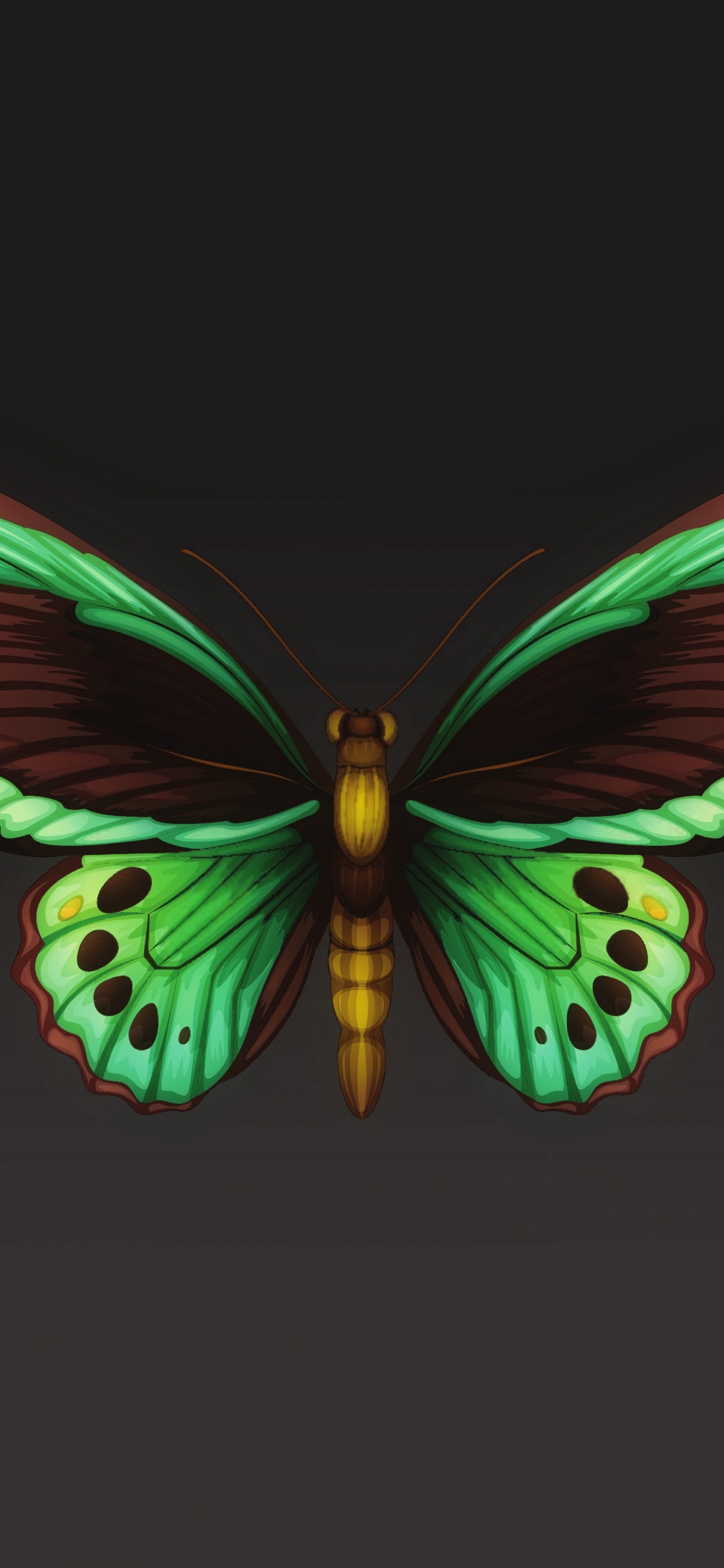 飞蛾和蝴蝶, 昆虫, 翼, 对称, 节肢动物 壁纸 1125x2436 允许