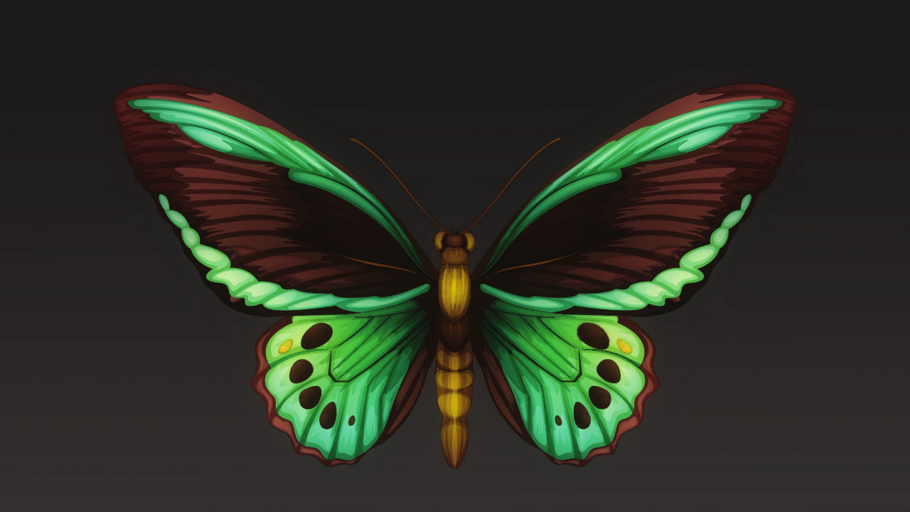 飞蛾和蝴蝶, 昆虫, 翼, 对称, 节肢动物 壁纸 1280x720 允许