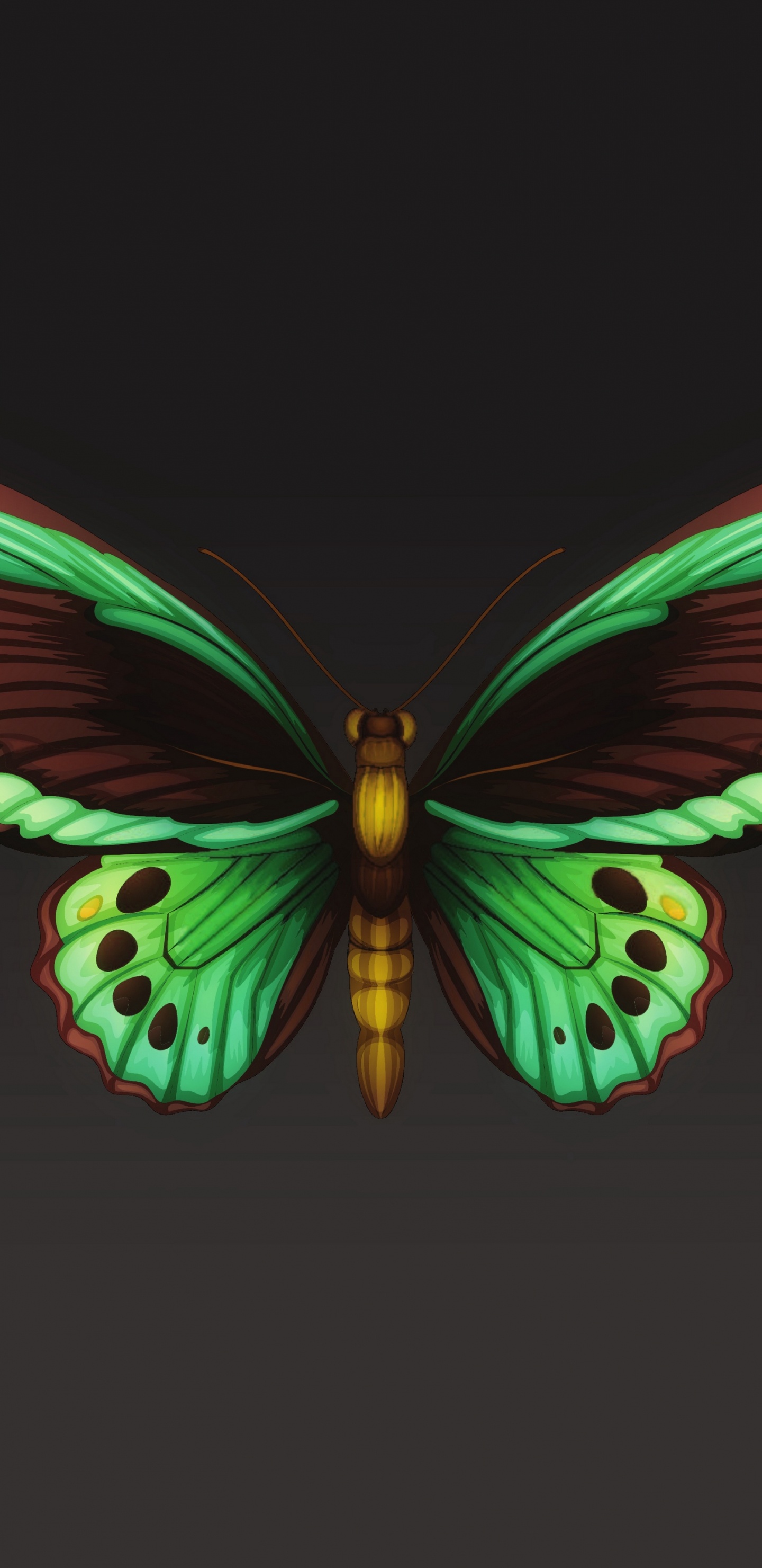 飞蛾和蝴蝶, 昆虫, 翼, 对称, 节肢动物 壁纸 1440x2960 允许