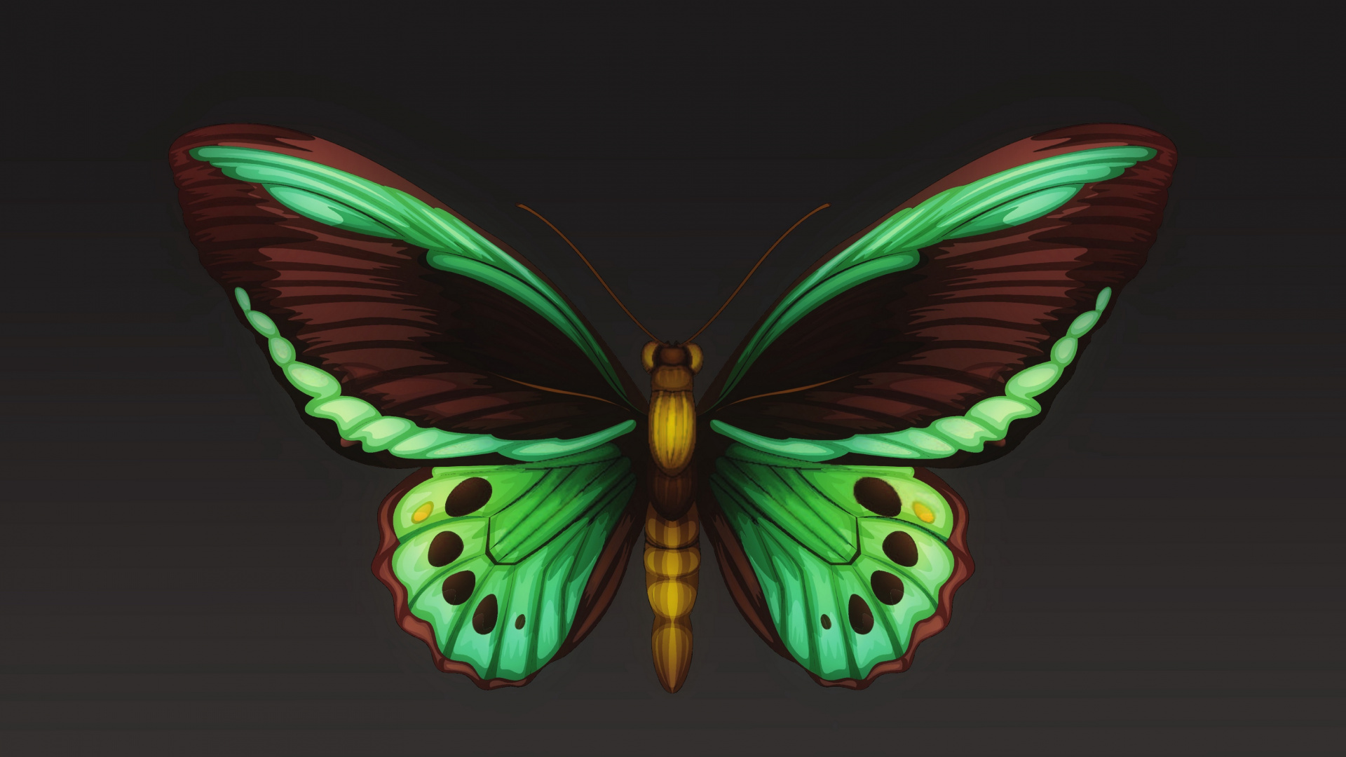 飞蛾和蝴蝶, 昆虫, 翼, 对称, 节肢动物 壁纸 1920x1080 允许