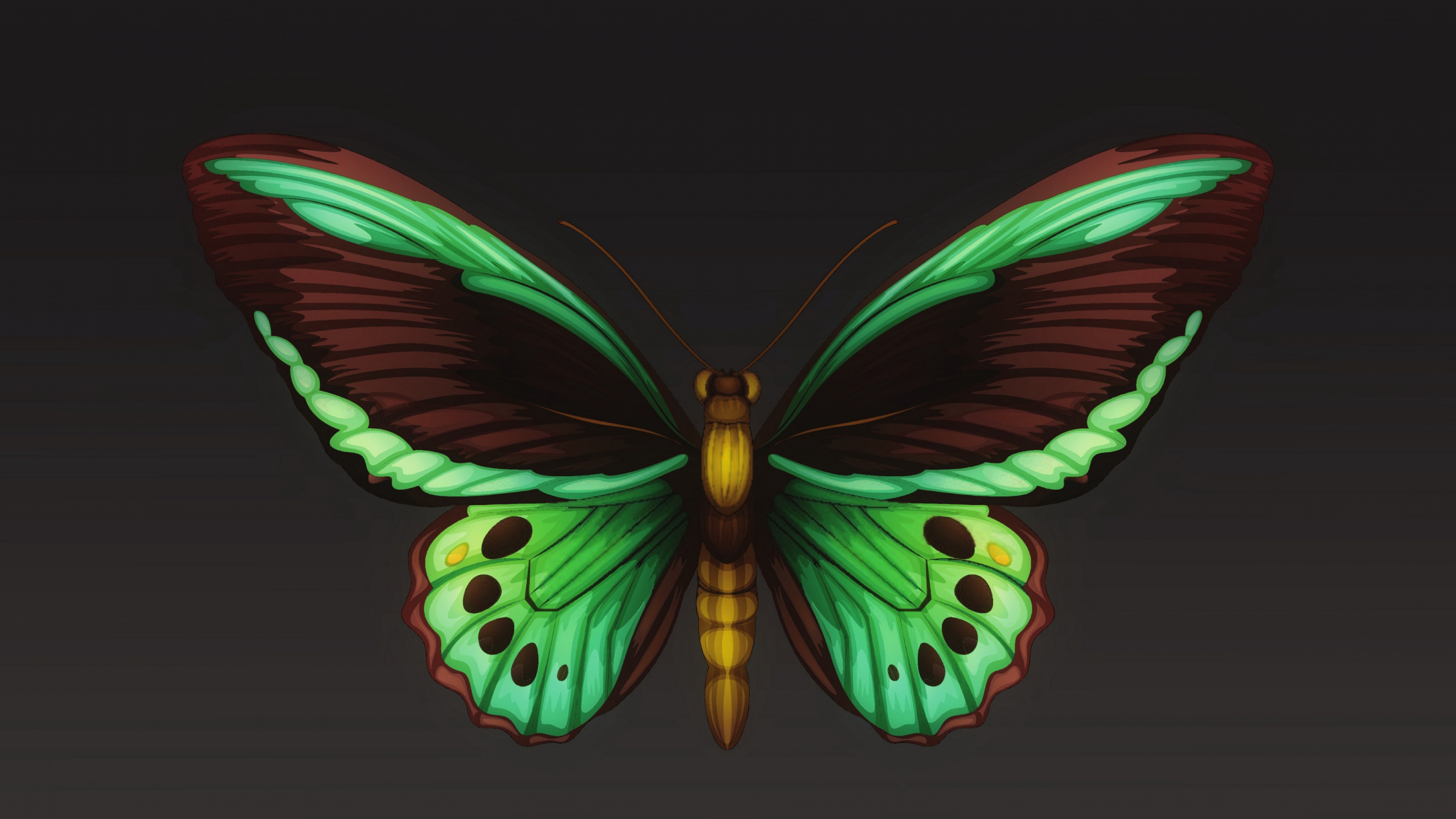 飞蛾和蝴蝶, 昆虫, 翼, 对称, 节肢动物 壁纸 2560x1440 允许