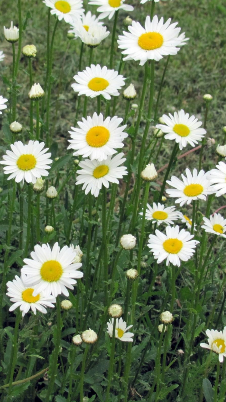 Tagsüber Blühen Weiße Gänseblümchen. Wallpaper in 750x1334 Resolution