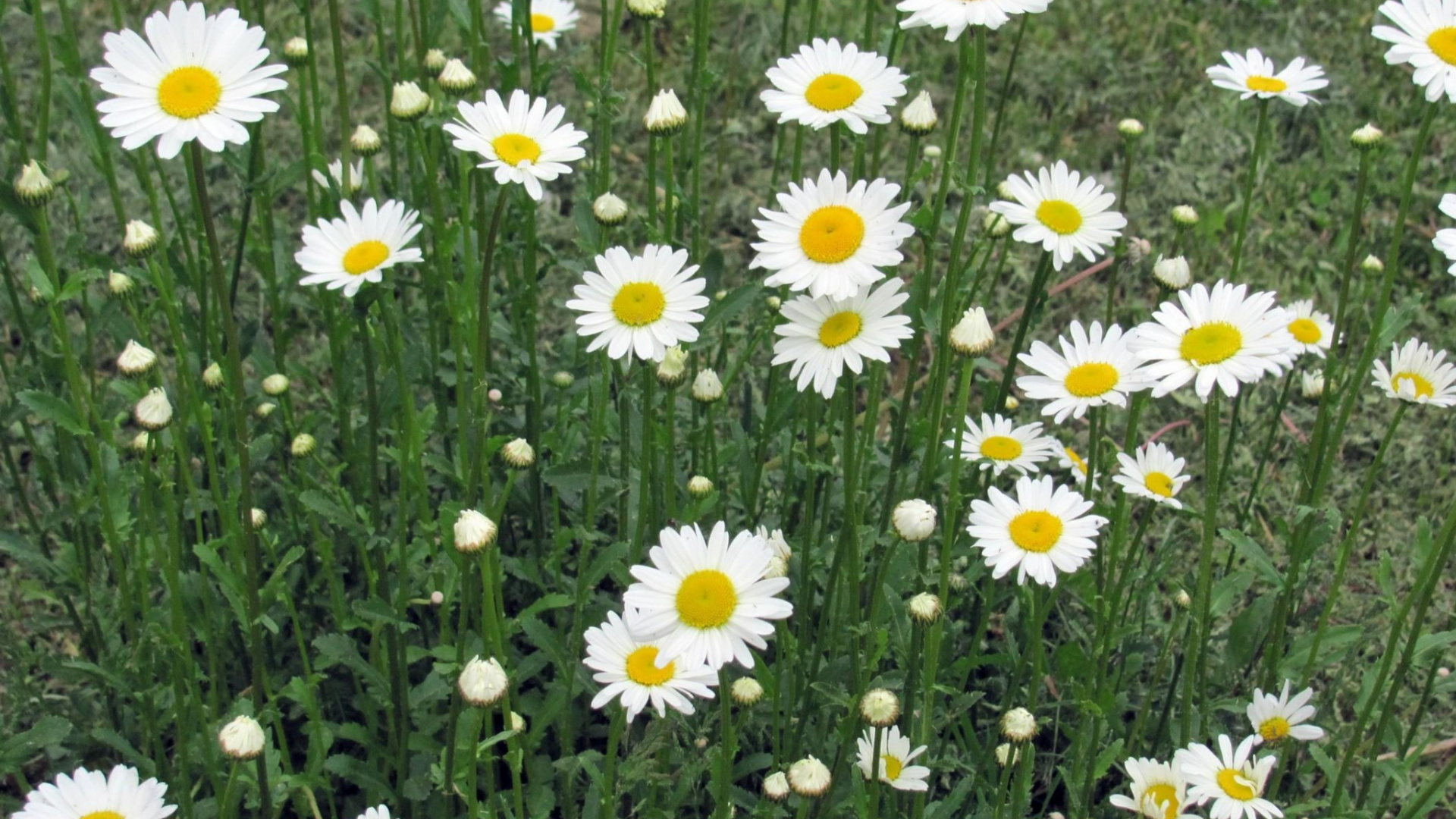 White Daisies in Bloom During Daytime. Wallpaper in 1920x1080 Resolution