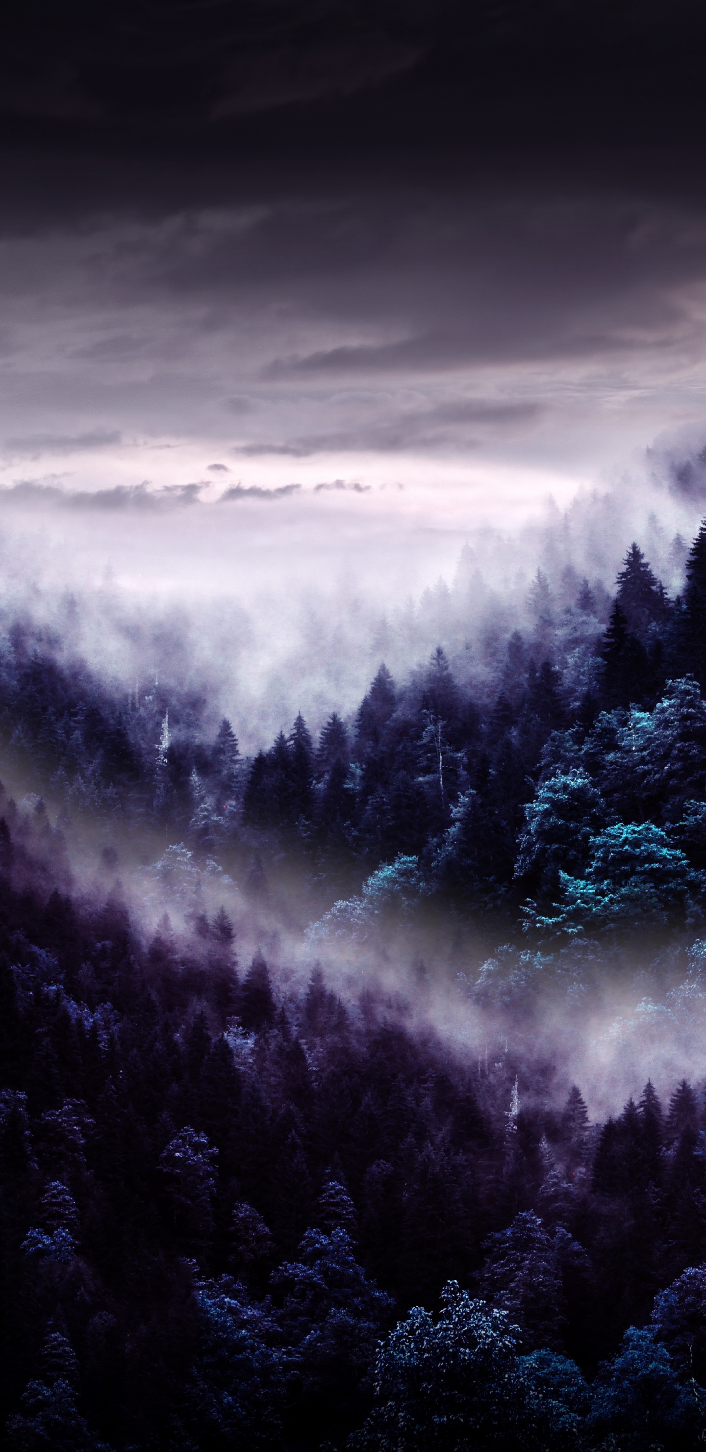 Atmosphäre, Cloud, Naturlandschaft, Baum, Nebel. Wallpaper in 1440x2960 Resolution