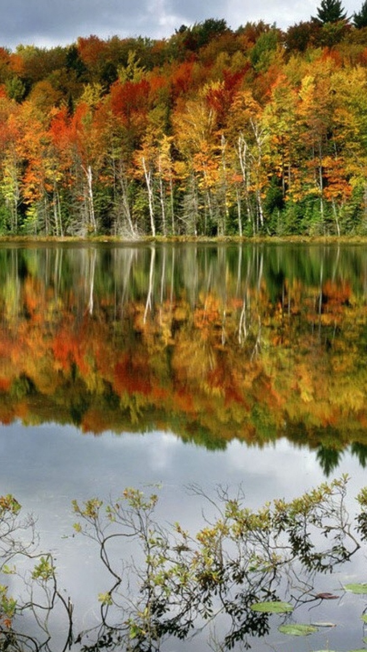 Arbres Verts et Bruns à Côté D'un Plan D'eau Pendant la Journée. Wallpaper in 720x1280 Resolution