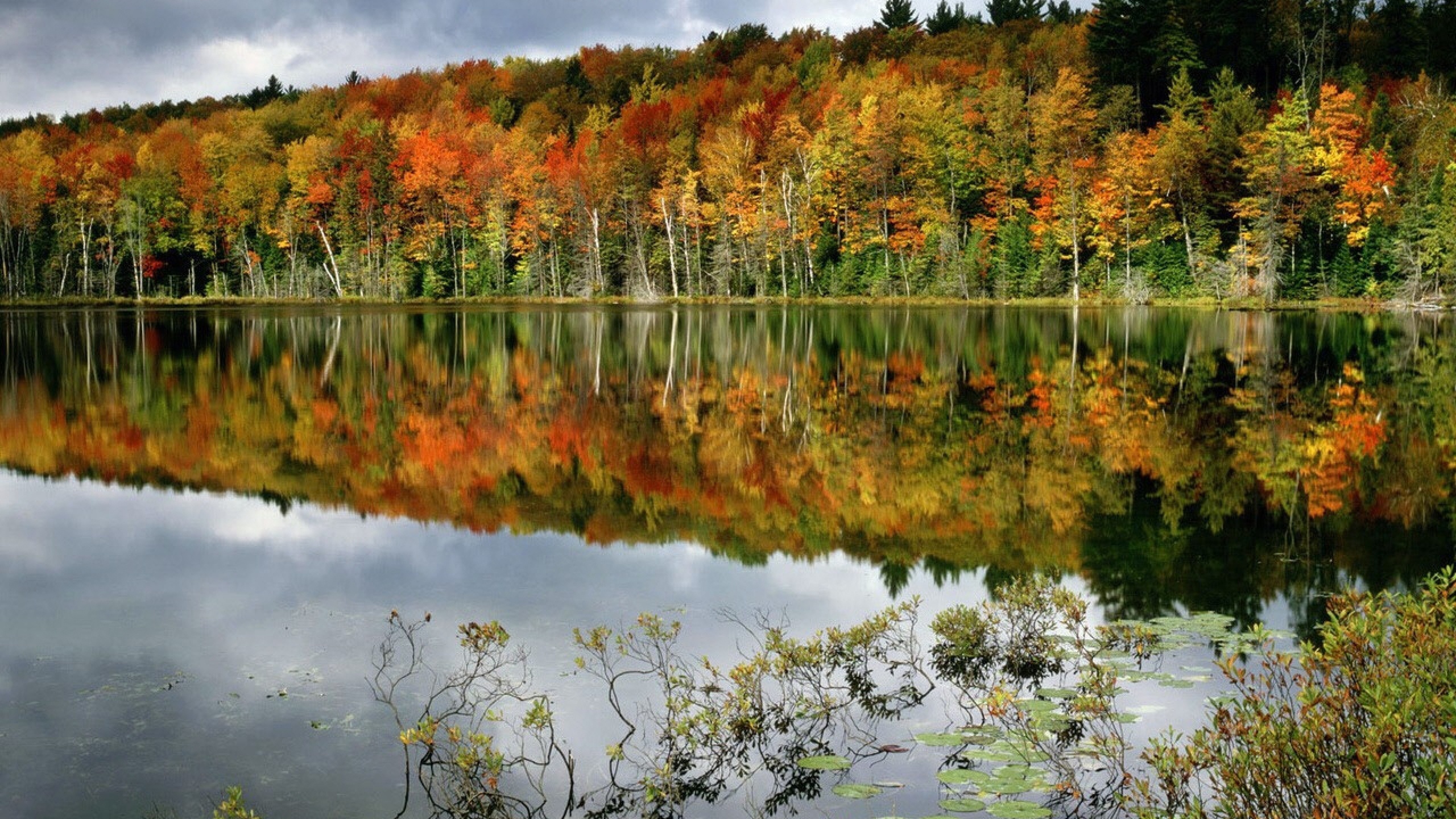 Green and Brown Trees Beside Body of Water During Daytime. Wallpaper in 2560x1440 Resolution