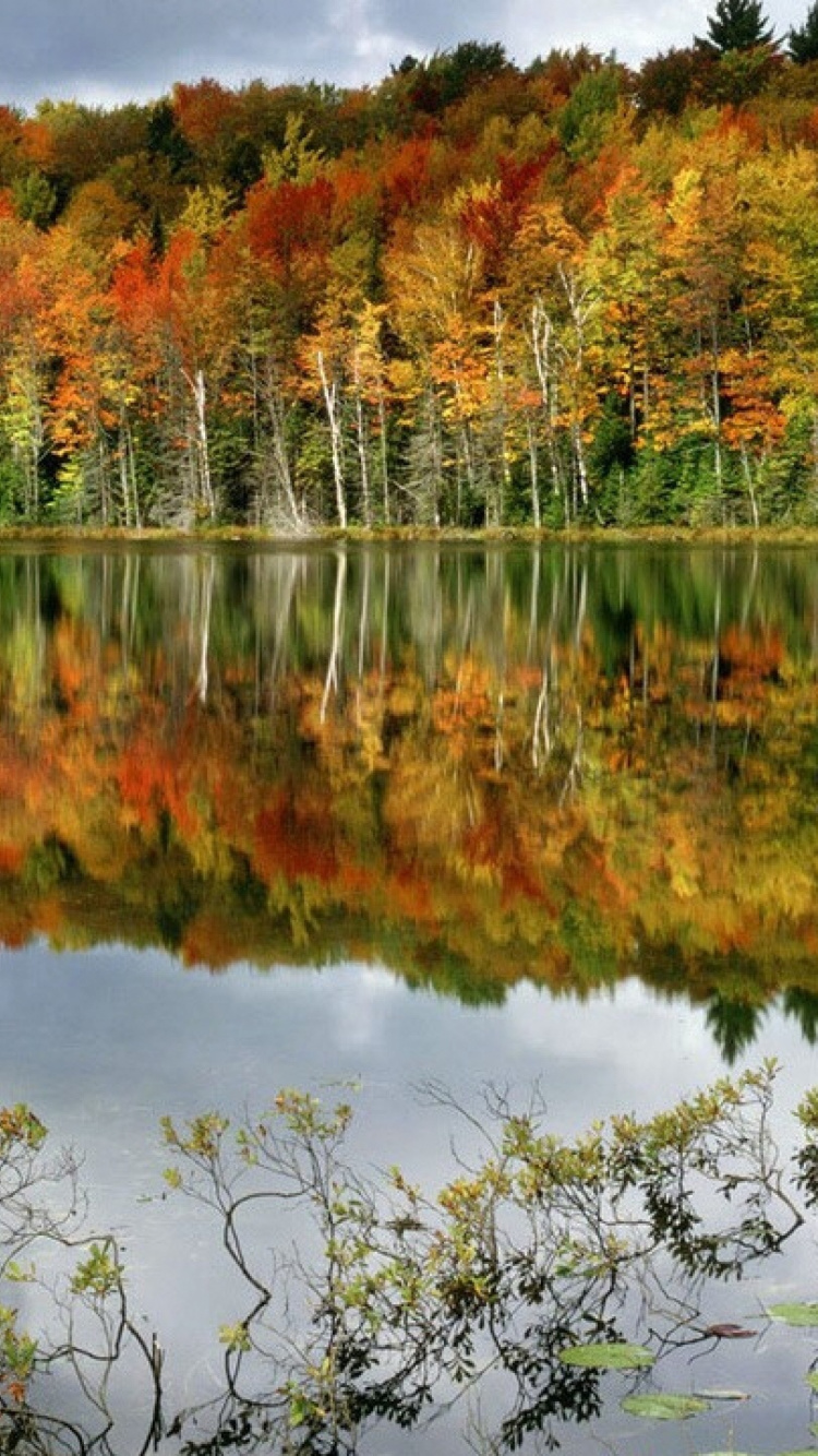 Green and Brown Trees Beside Body of Water During Daytime. Wallpaper in 750x1334 Resolution