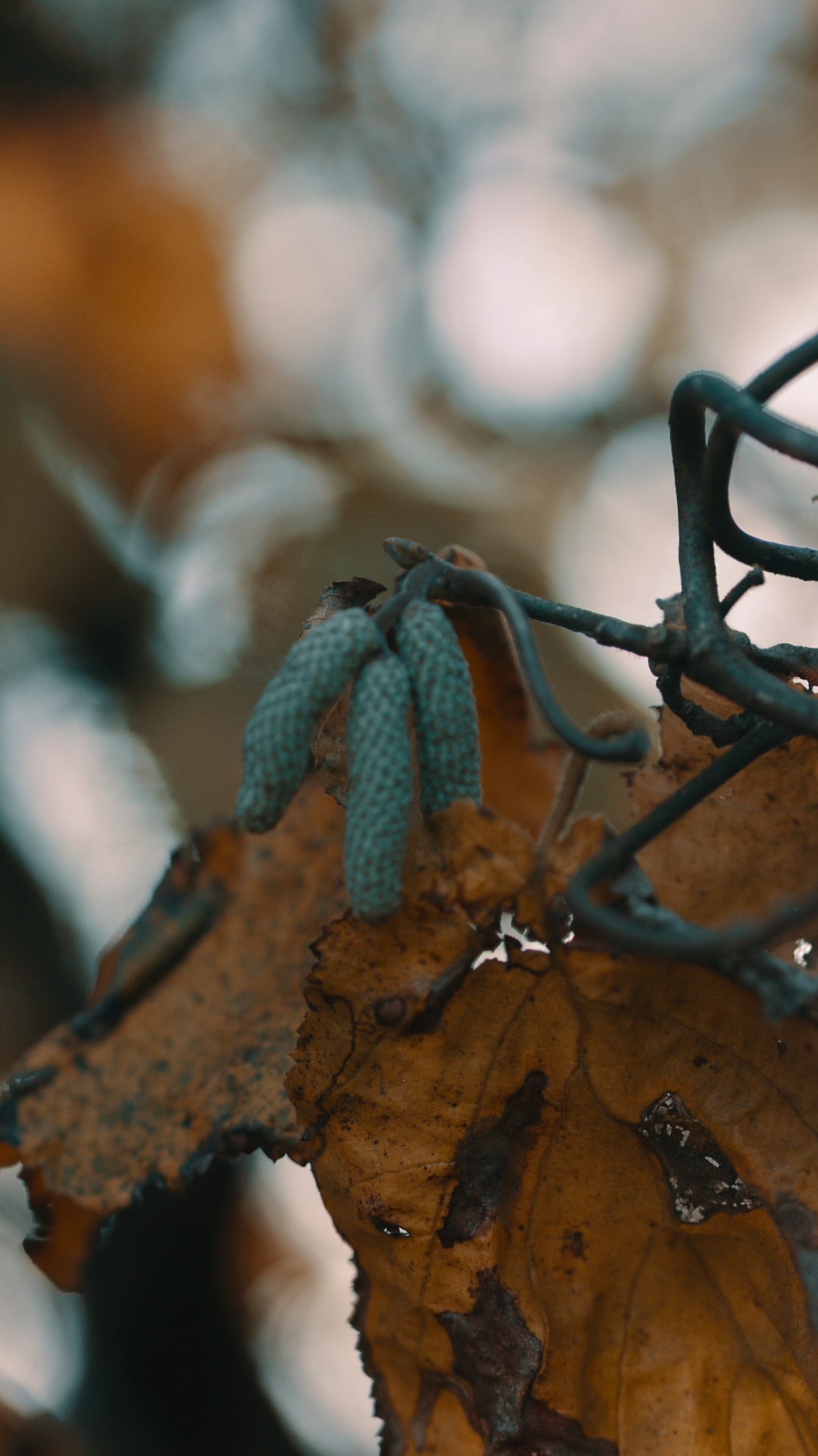 Zweig, Blatt, Branch, Baum, Brille. Wallpaper in 1080x1920 Resolution