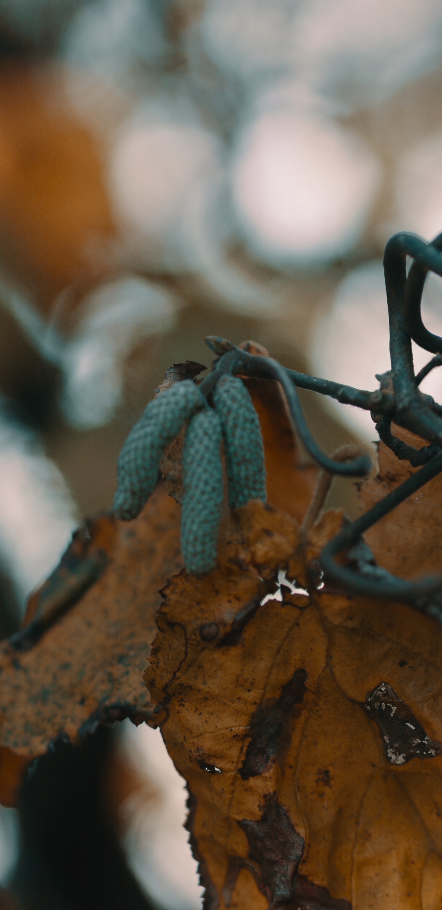 Zweig, Blatt, Branch, Baum, Brille. Wallpaper in 1440x2960 Resolution