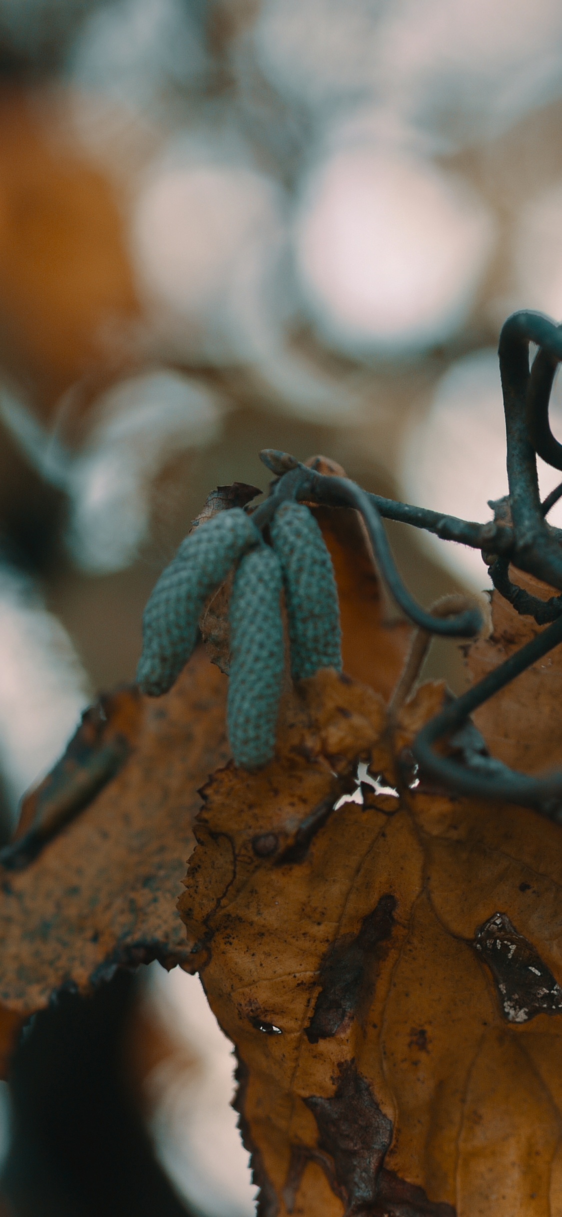 Twig, Leaf, Branch, Tree, Glasses. Wallpaper in 1125x2436 Resolution