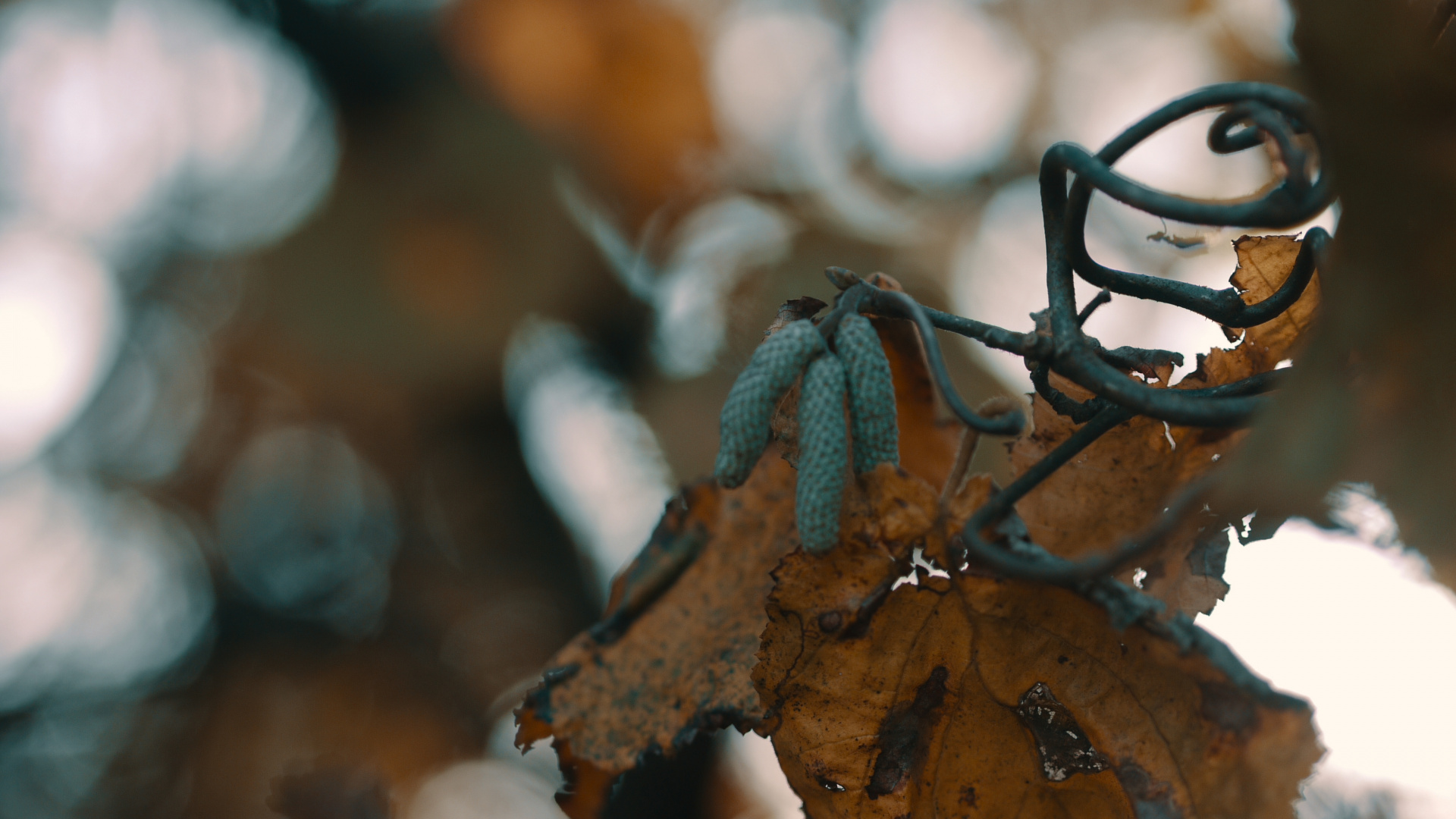 树枝, 昆虫, 工厂, Bud, 木 壁纸 1920x1080 允许