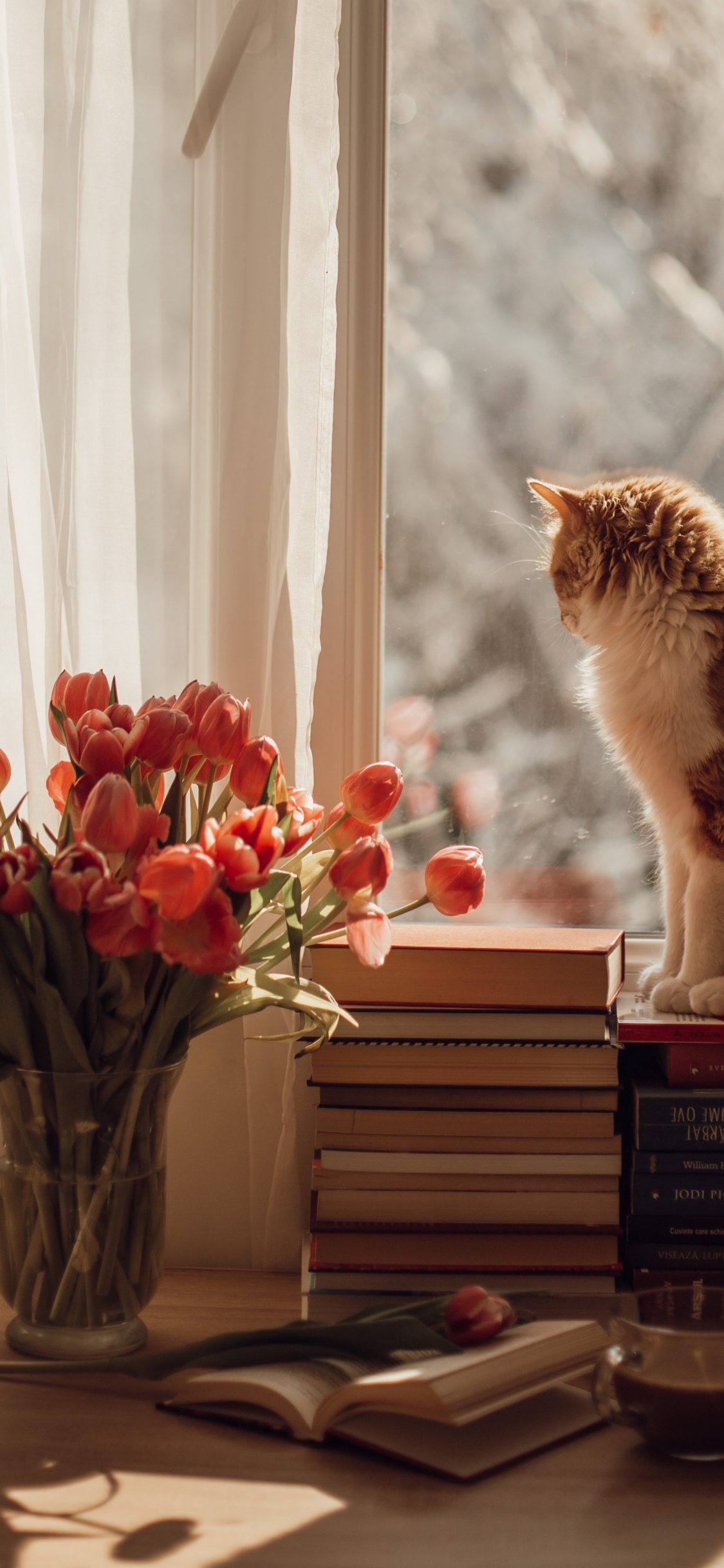 Cat, Great Dane, Cat Food, Felidae, Kitten. Wallpaper in 1125x2436 Resolution