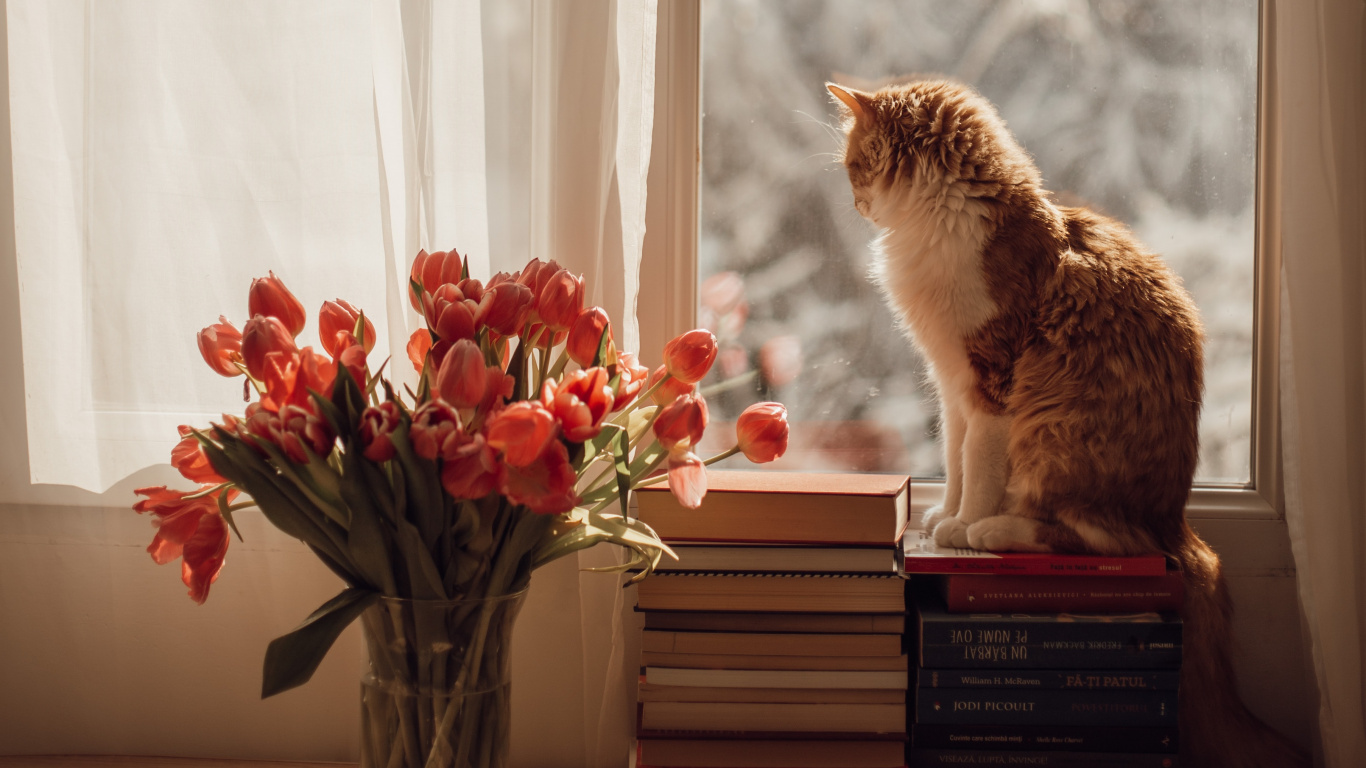 Chat, Great Dane, la Nourriture Pour Chat, Felidae, Chaton. Wallpaper in 1366x768 Resolution