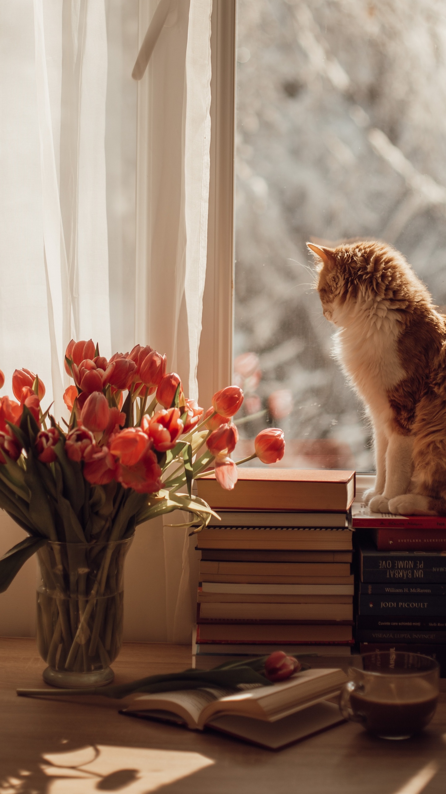 Gato, Gran Danés, la Comida Para Gatos, Felidae, Gatito. Wallpaper in 1440x2560 Resolution