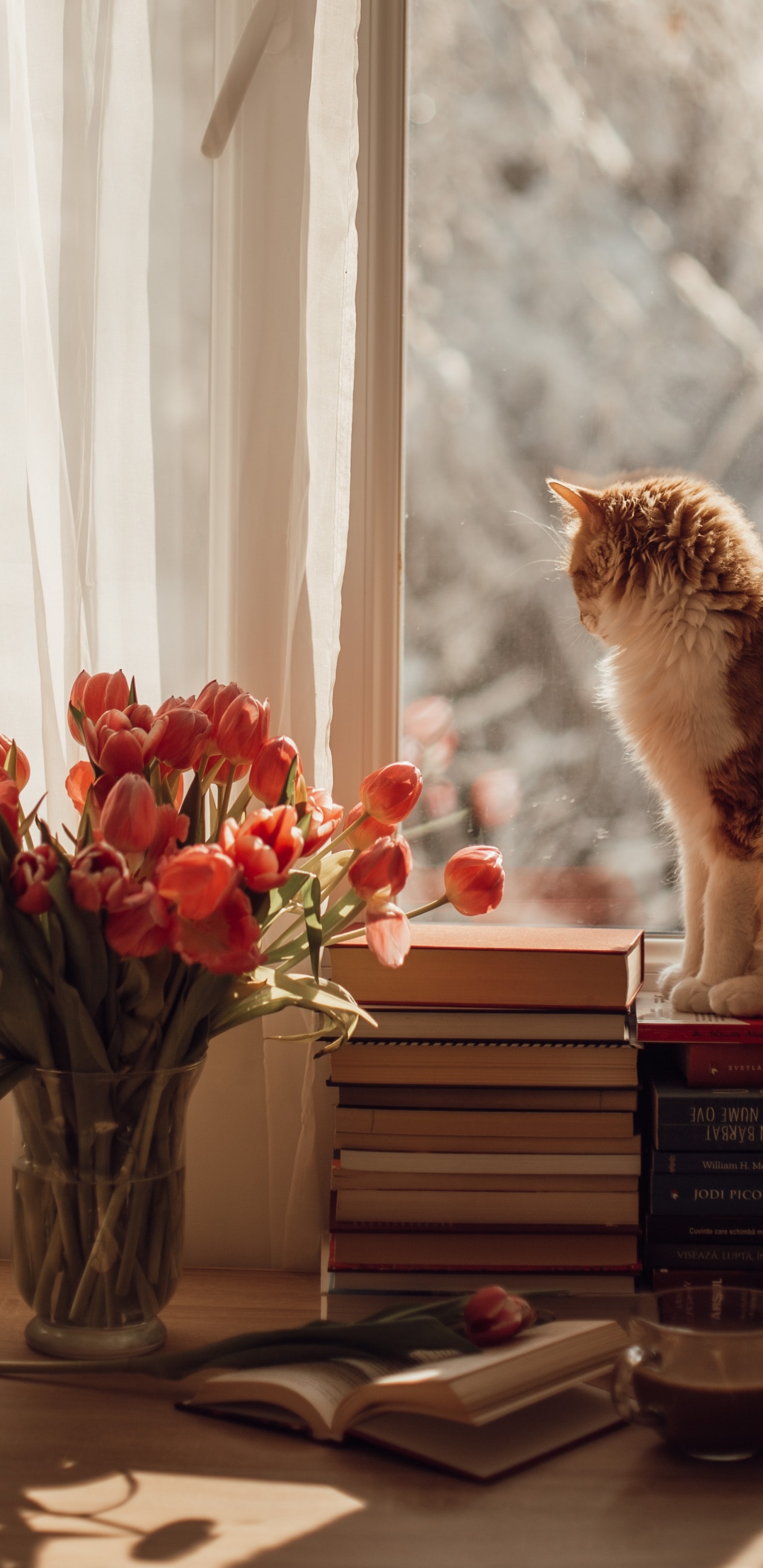 Katze, Dogge, Katzenfutter, Felidae, Kätzchen. Wallpaper in 1440x2960 Resolution