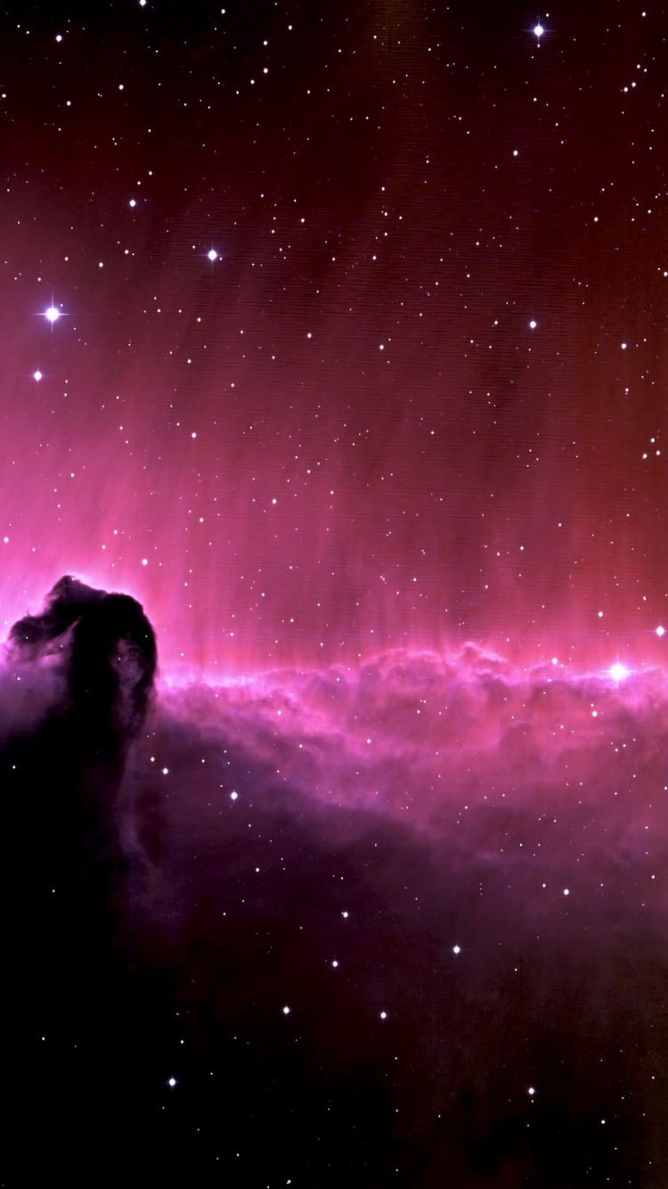 Silhouette Des Hundes Unter Sternennacht. Wallpaper in 750x1334 Resolution