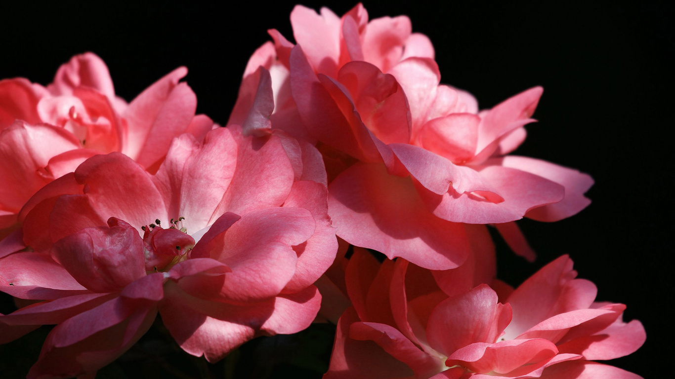 Rose Rose en Photographie Rapprochée. Wallpaper in 1366x768 Resolution