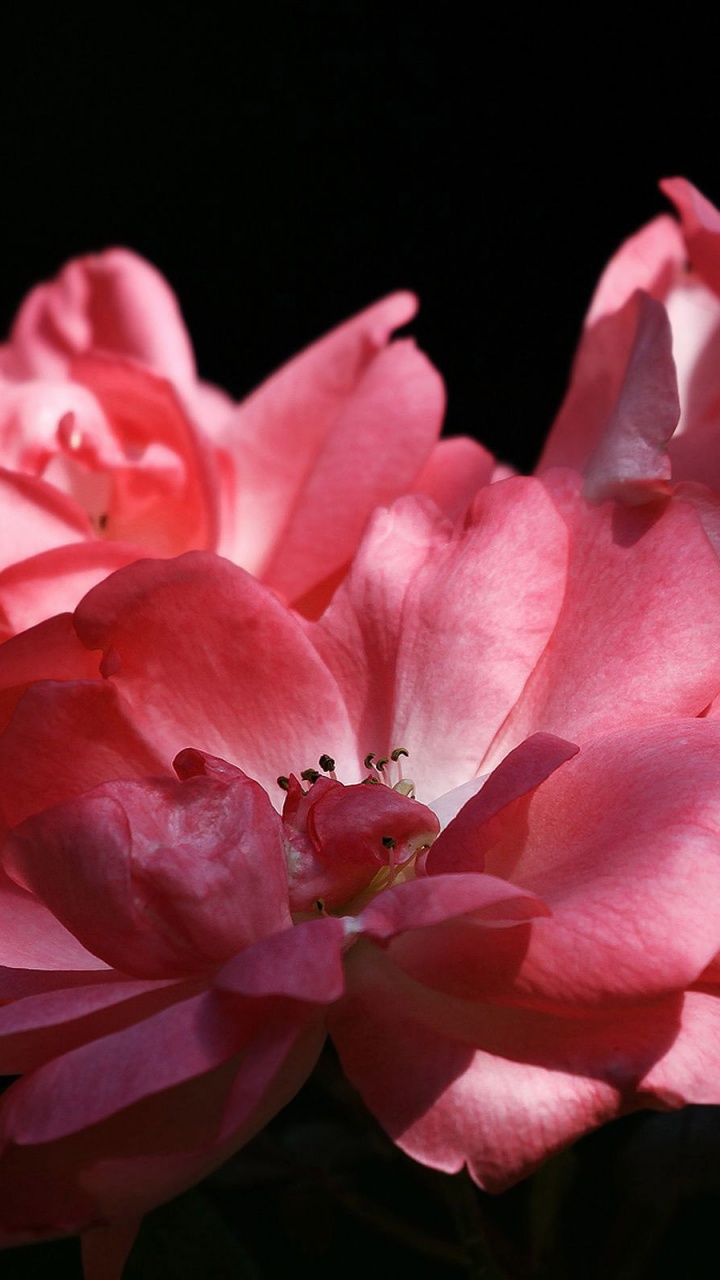 Rosa Rosa en Fotografía de Cerca. Wallpaper in 720x1280 Resolution