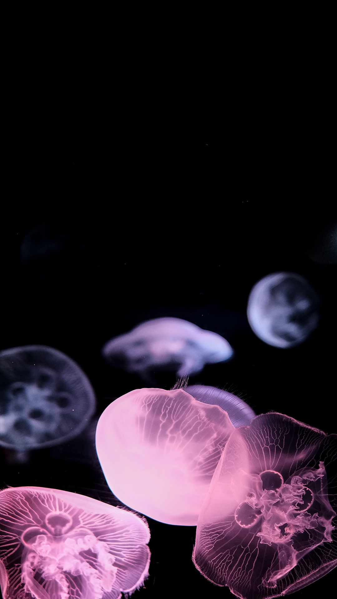 Jellyfish, Moon Jelly, Medusozoa, Blue Jellyfish, Bioluminescence. Wallpaper in 1080x1920 Resolution