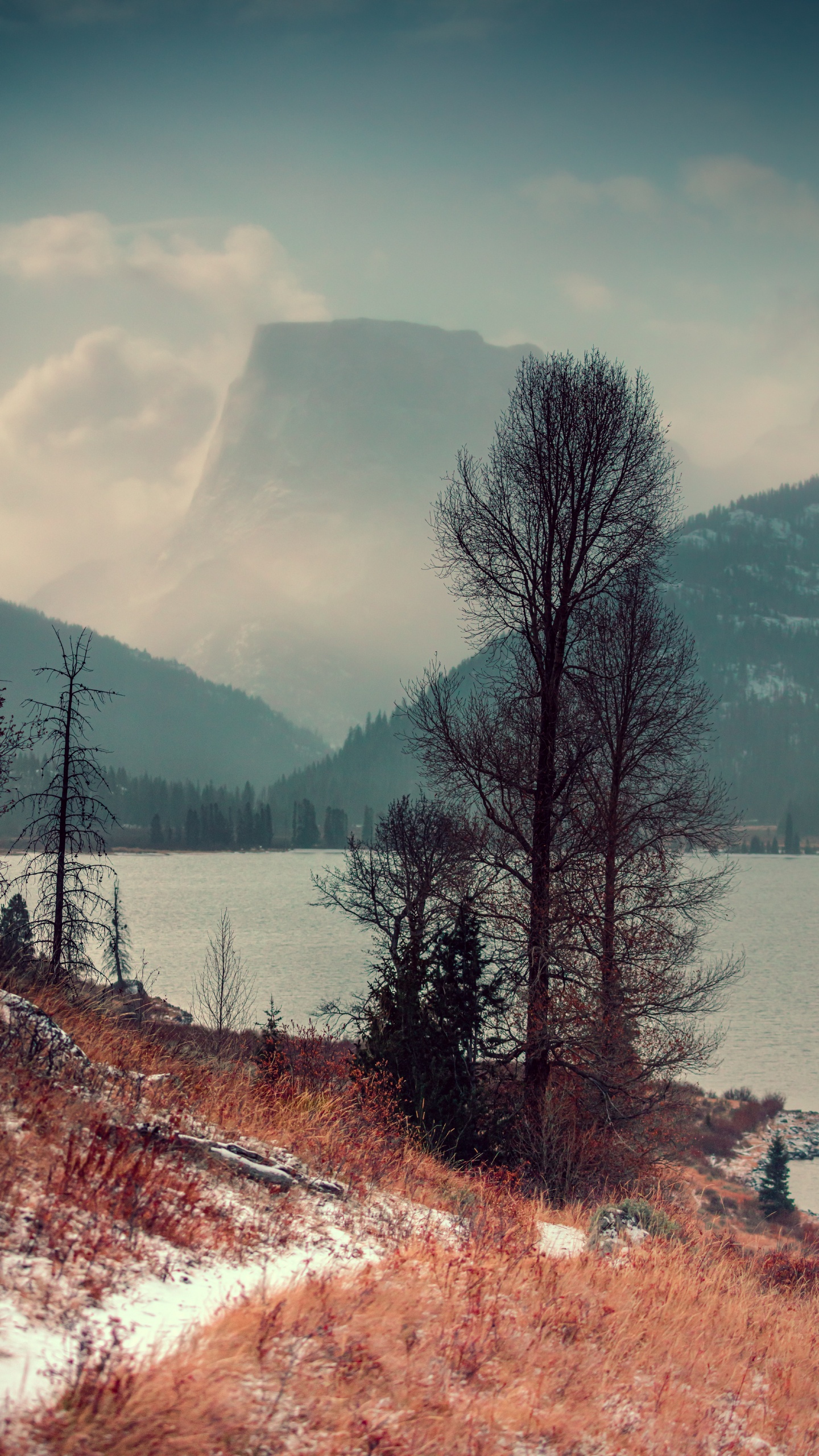 Nature, Tree, Natural Landscape, Wilderness, Winter. Wallpaper in 1440x2560 Resolution