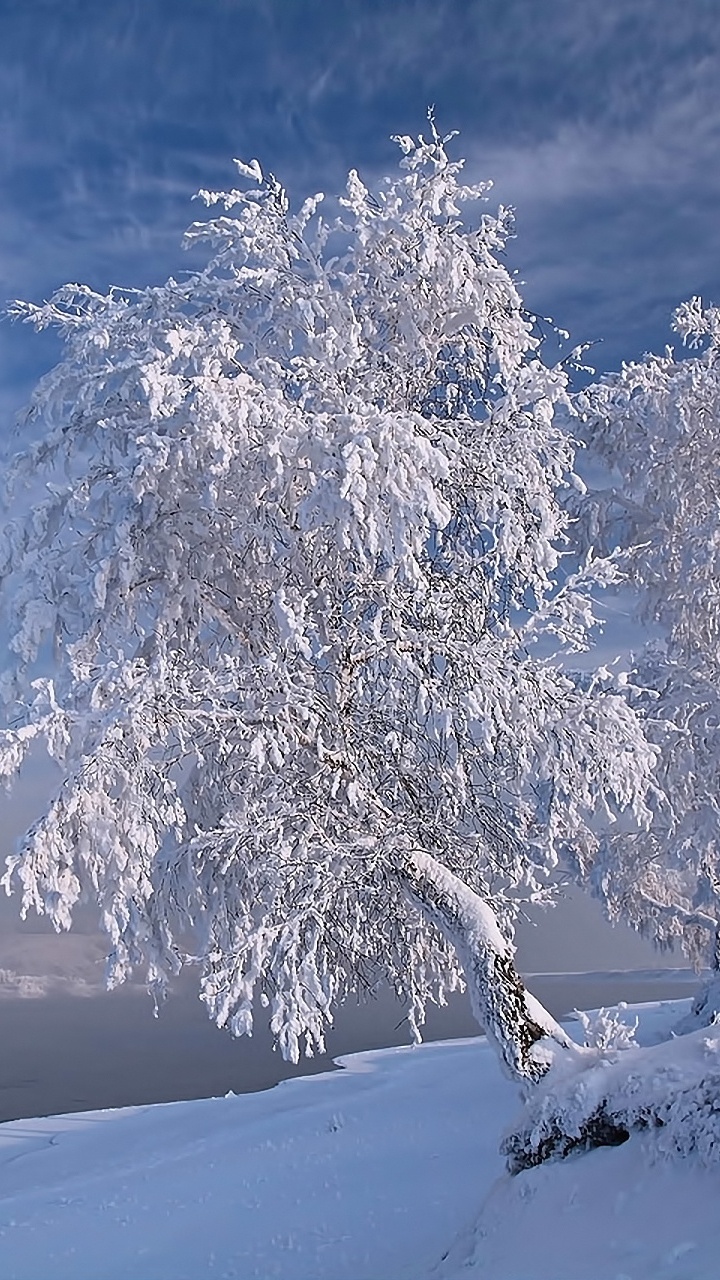 Weißer Baum Auf Schneebedecktem Boden Tagsüber. Wallpaper in 720x1280 Resolution