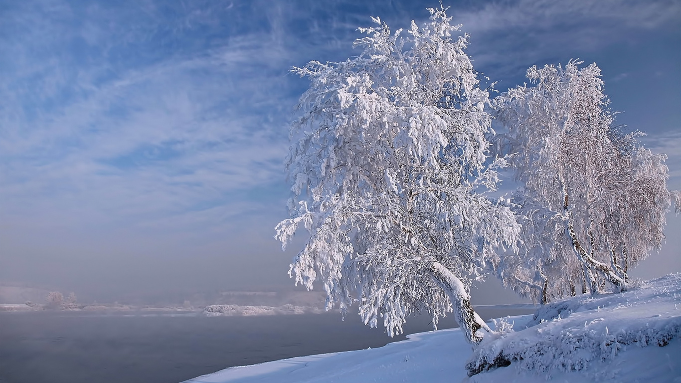 White Tree on Snow Covered Ground During Daytime. Wallpaper in 1366x768 Resolution